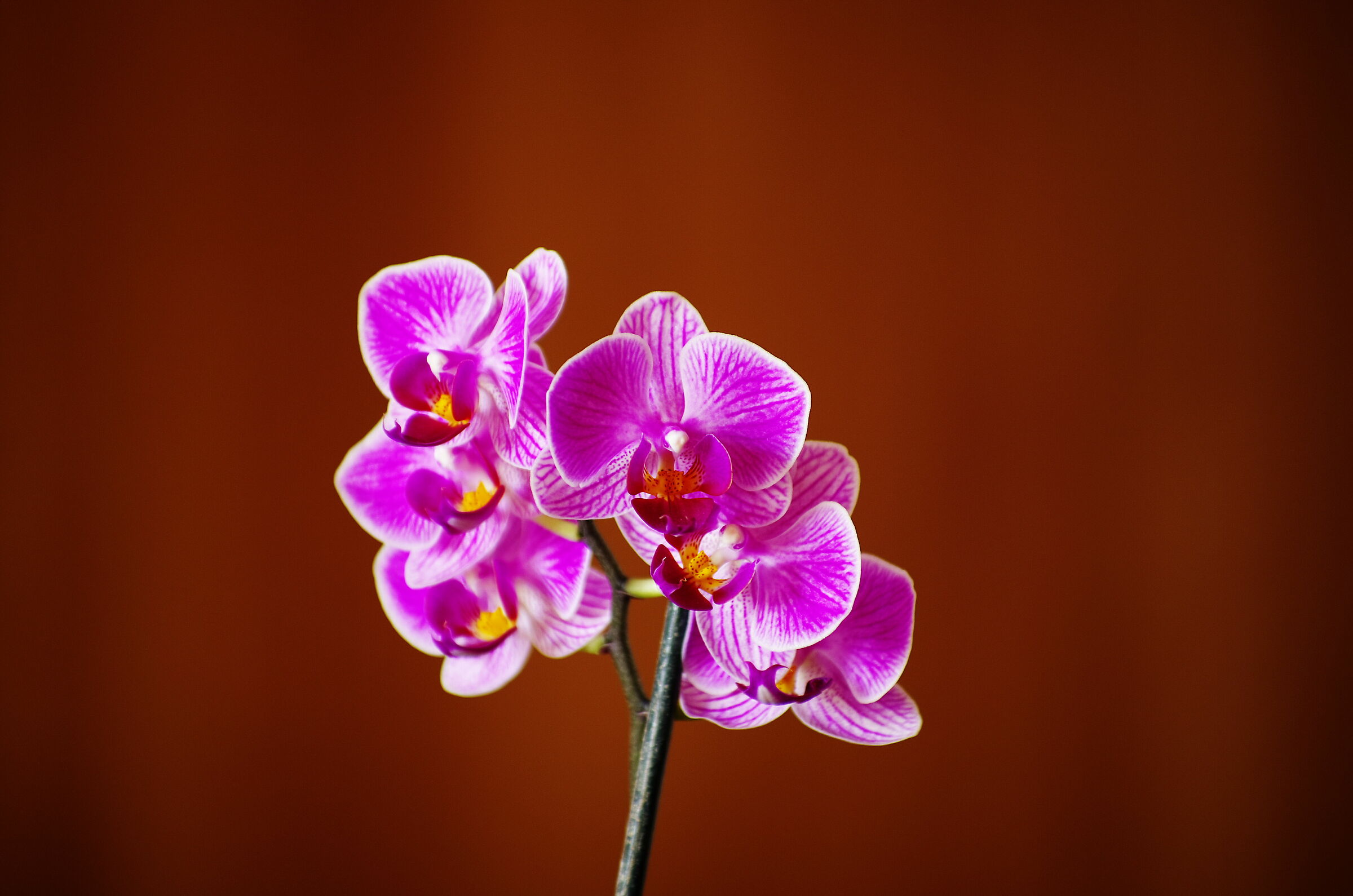 Orchidea 3