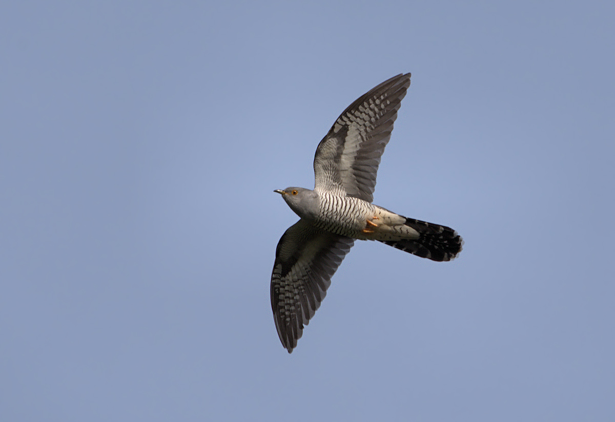 cuckoo in flight