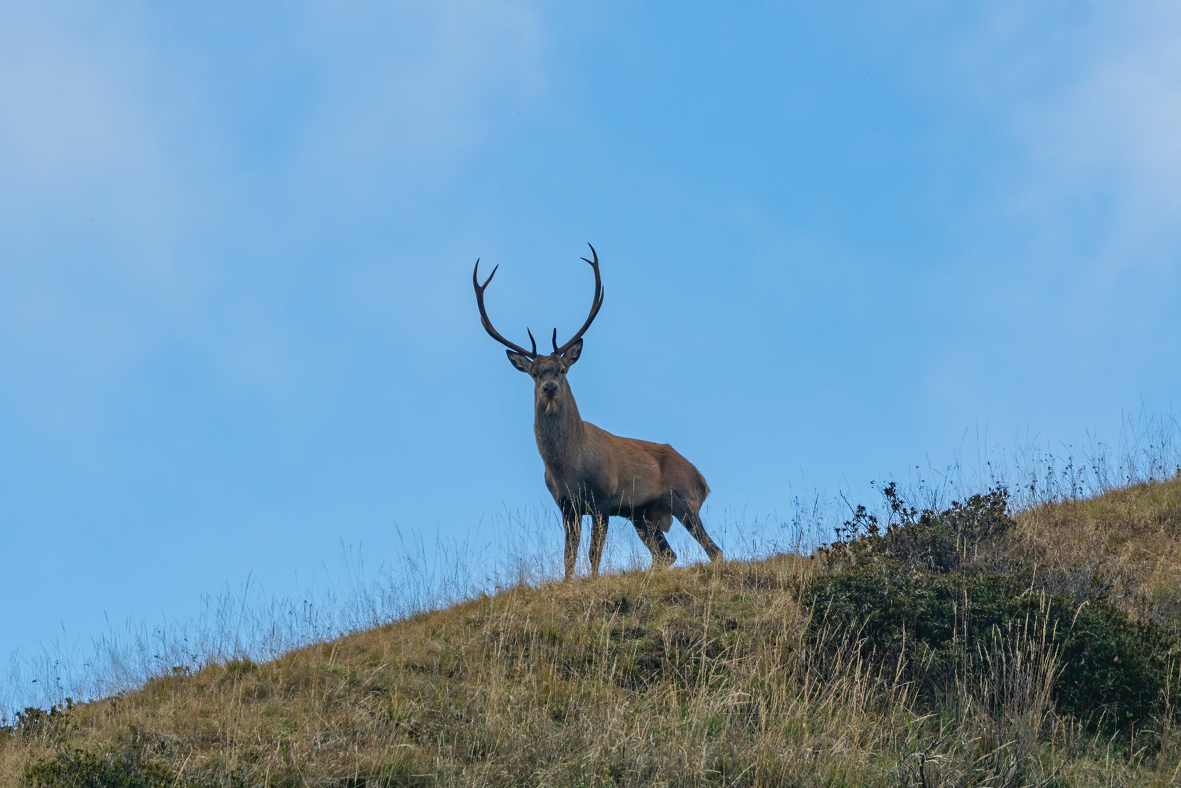 Deer on the ridge