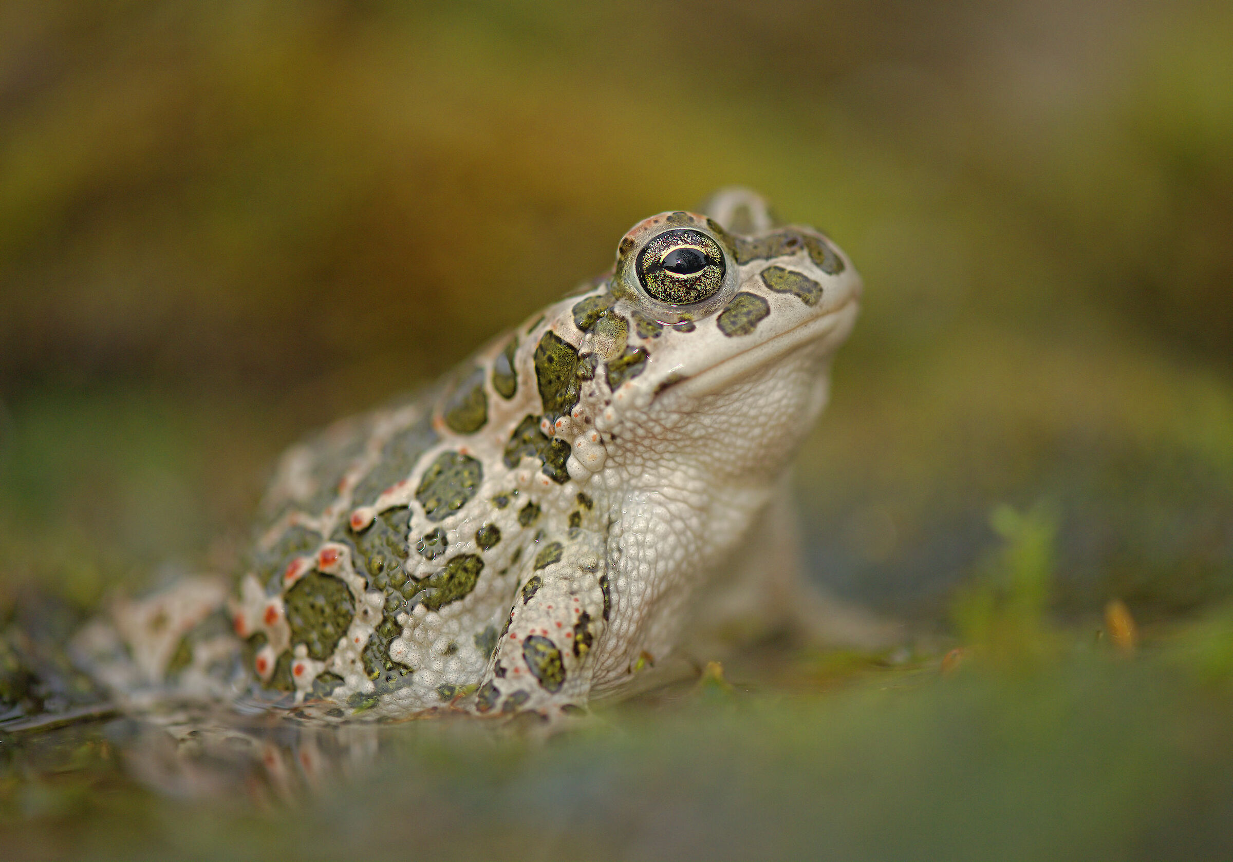 Emerald Toad