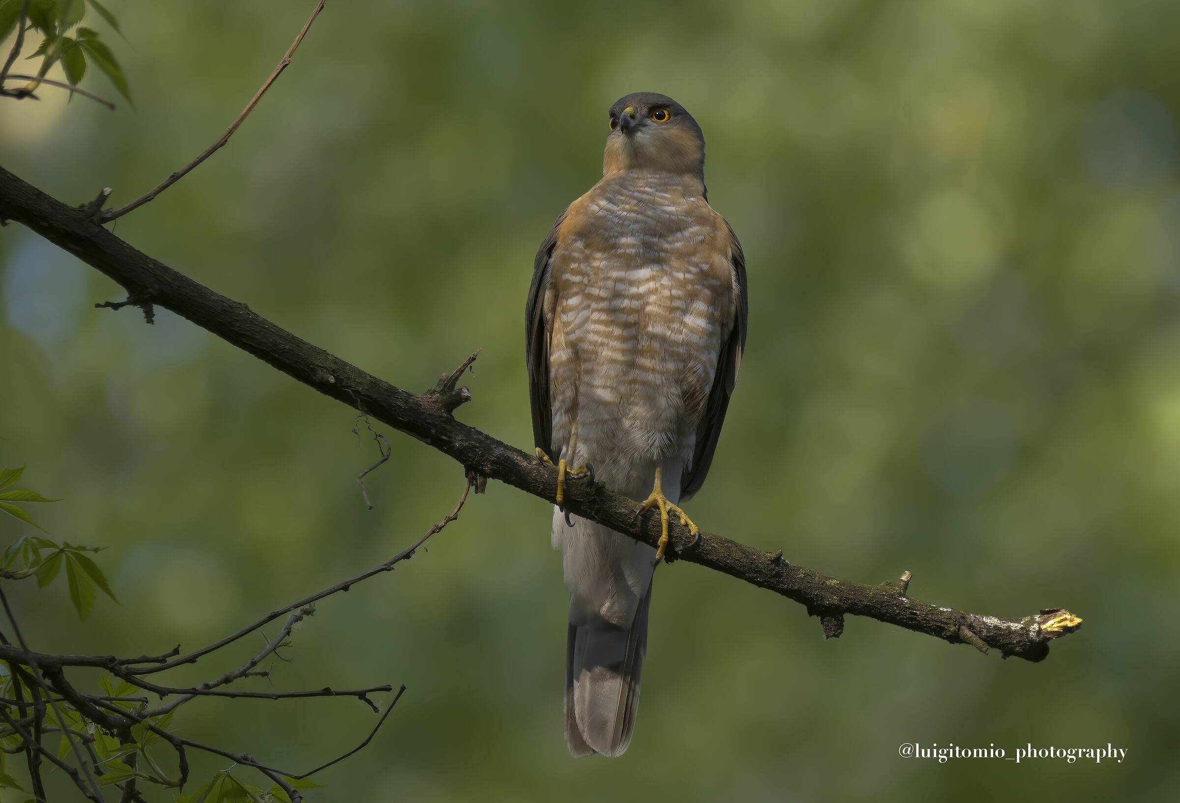 Accipiter nisus male
