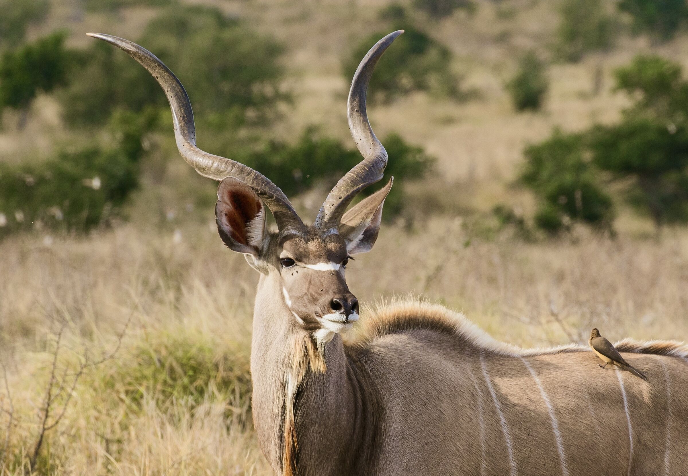 Kudu maggiore