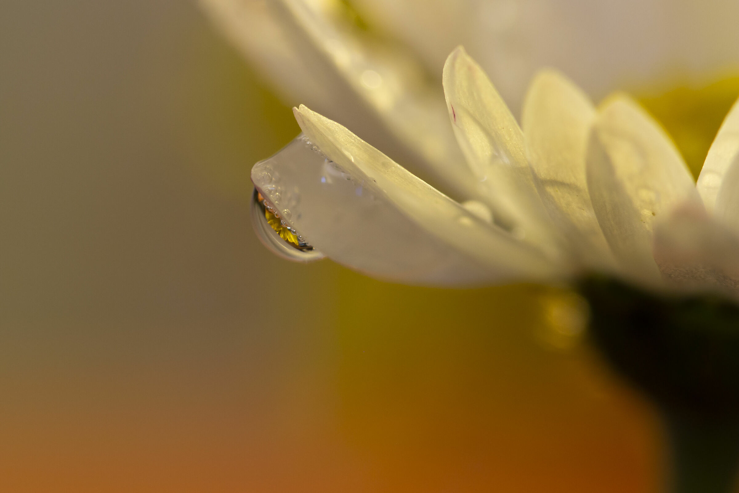 The Margherita and the Tarassaco