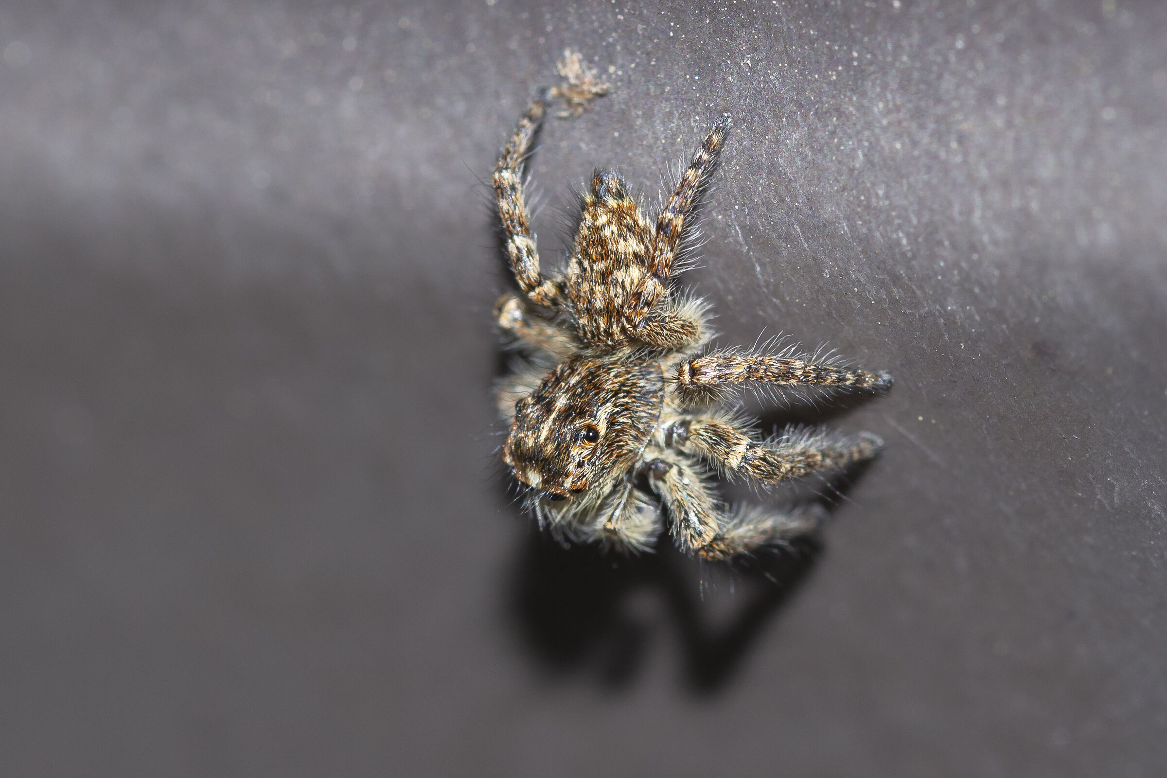 Salticidae