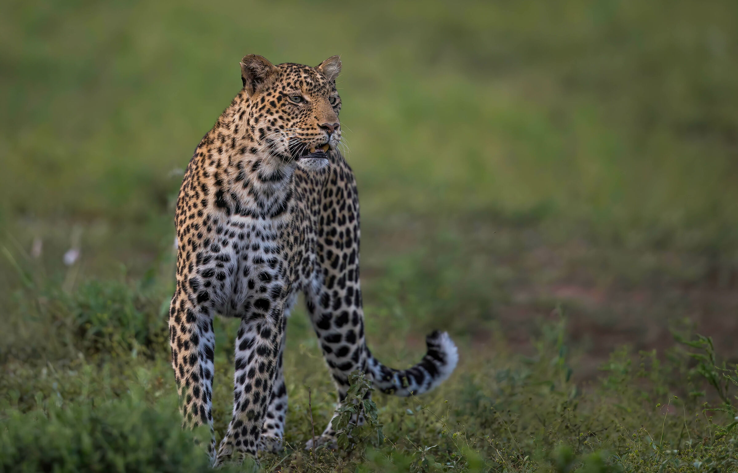 Mashatu game reserve Botswana