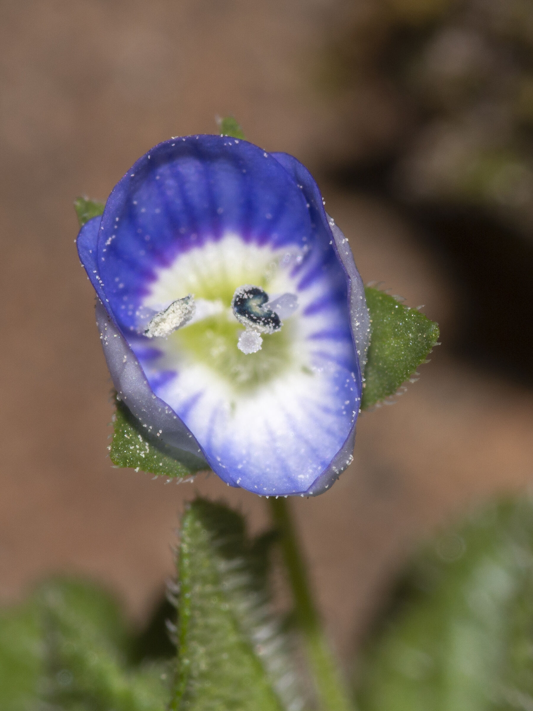 Veronica Persica