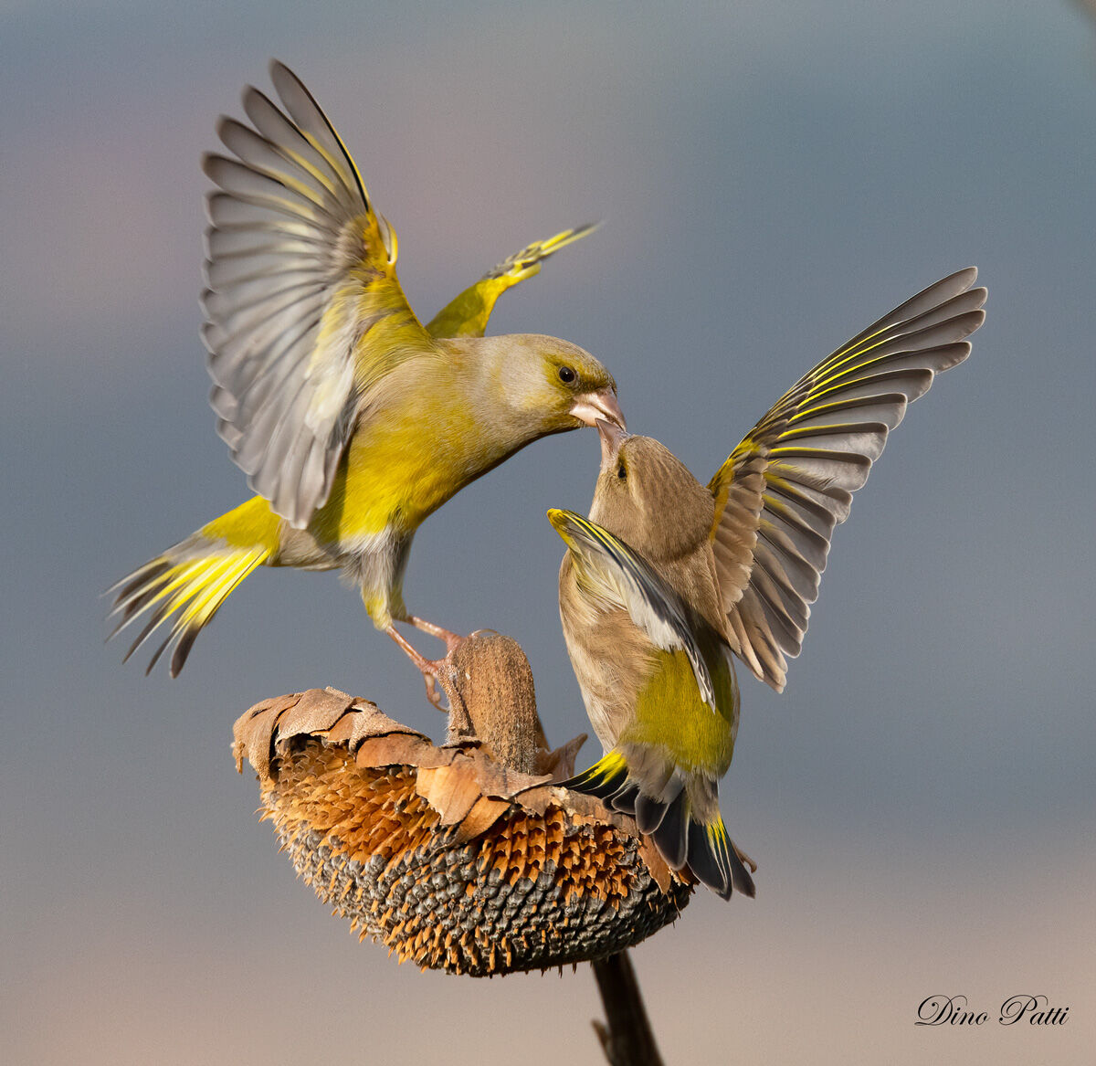 Il bacio...si fa per dire coppia verdoni Dicembre 2019