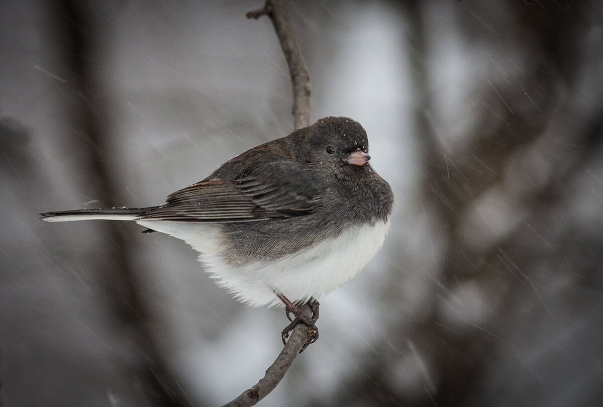 Junco in the Snow.