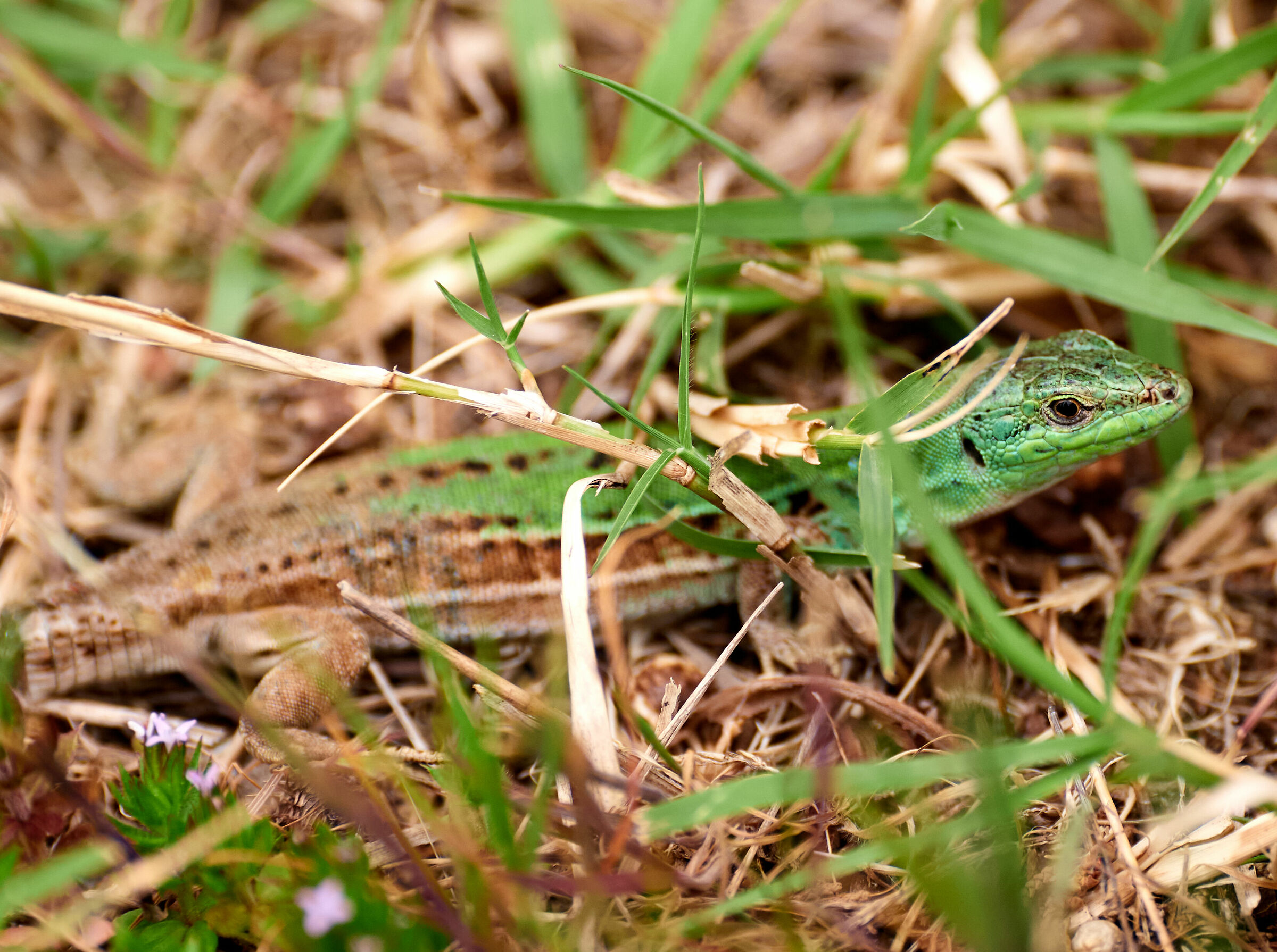 Photo hunting in the garden - p. 2