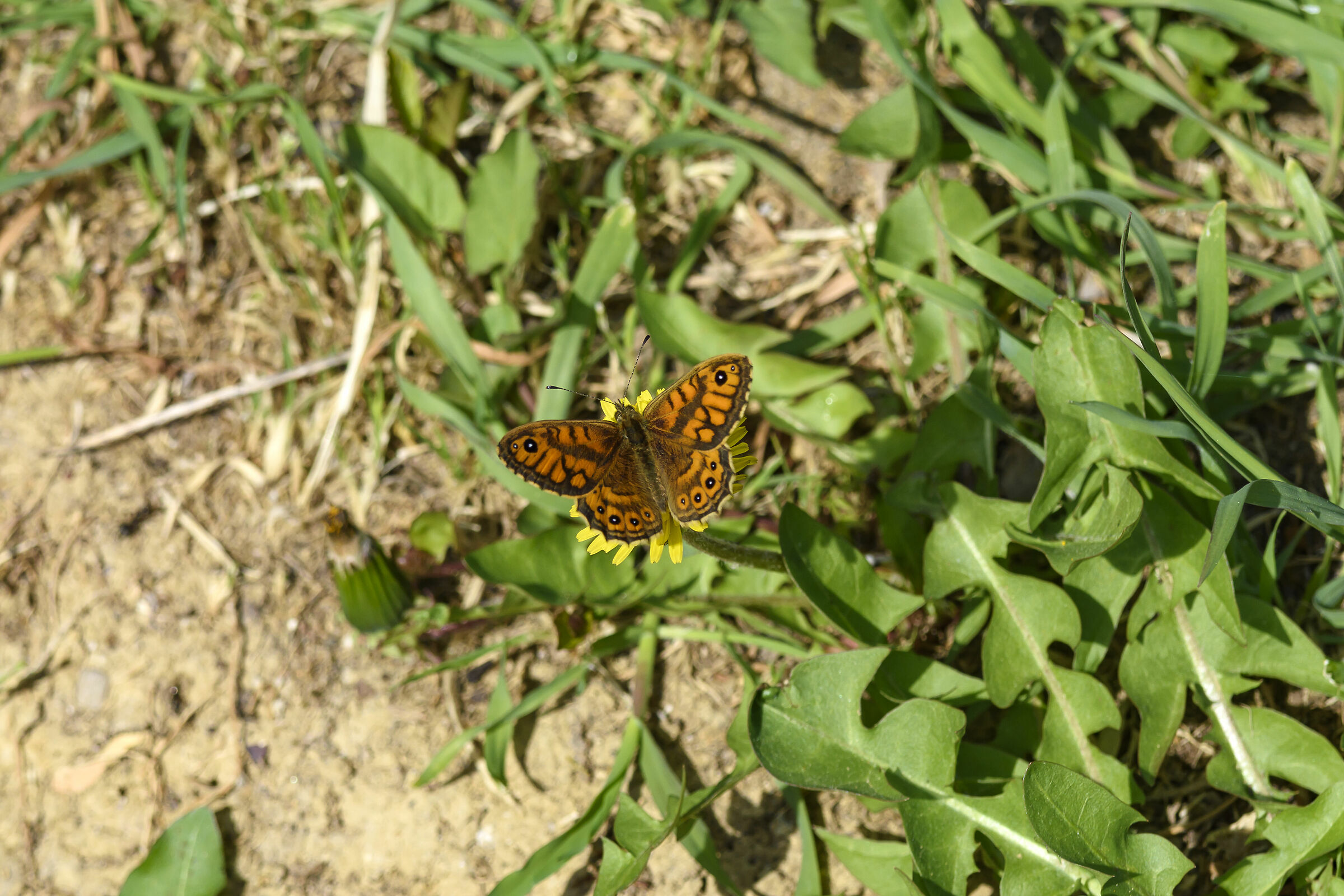 Little butterfly on yellow lawn