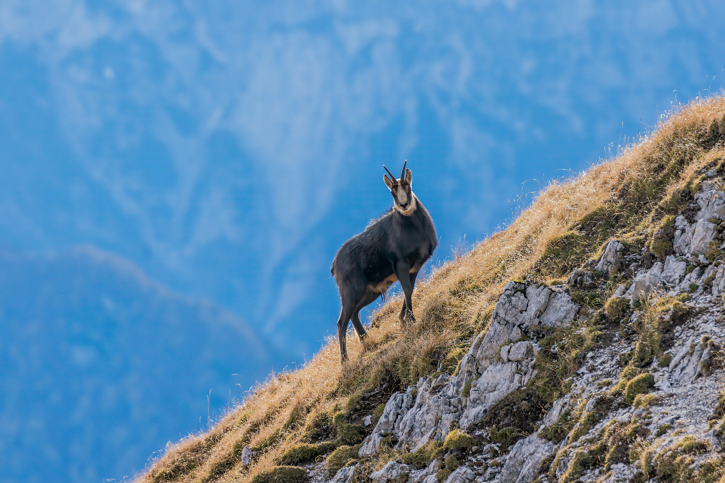 Male chamois