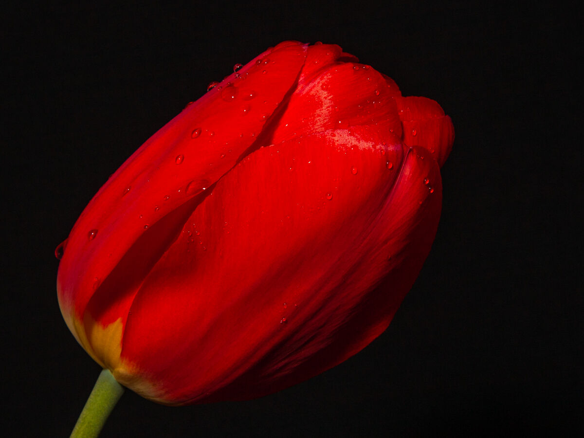 Tulip