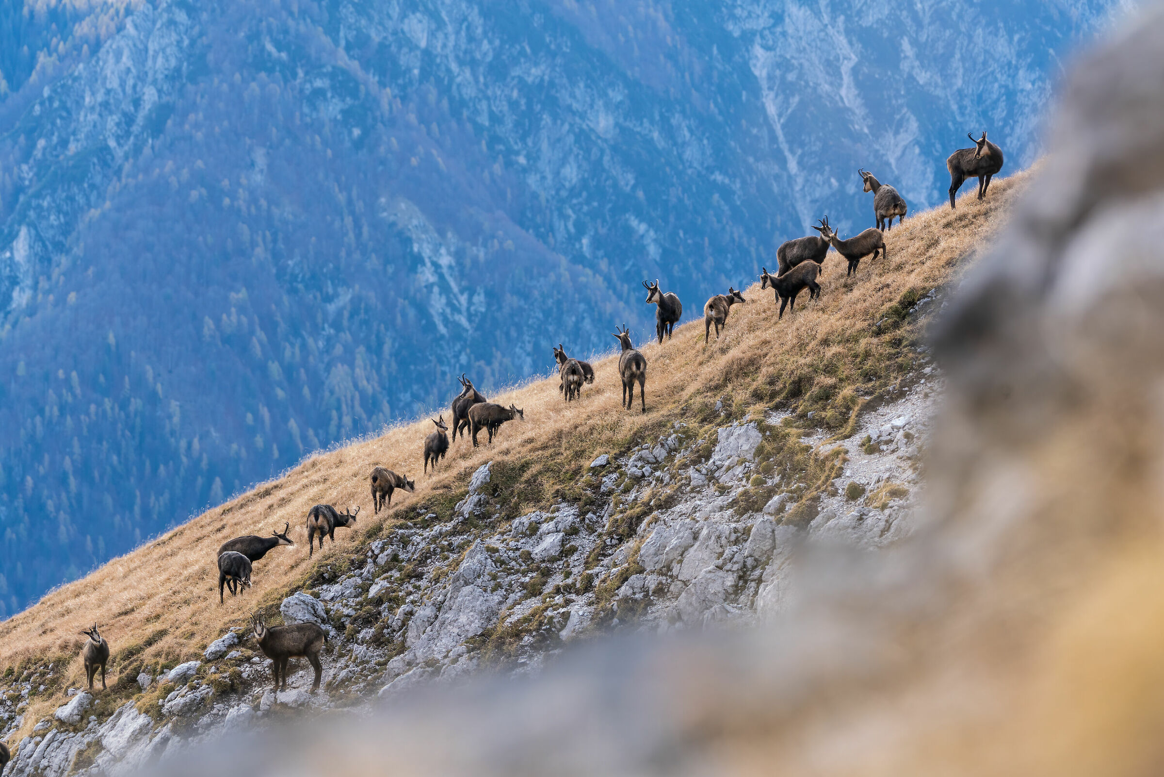 Gruppo di camosci al pascolo