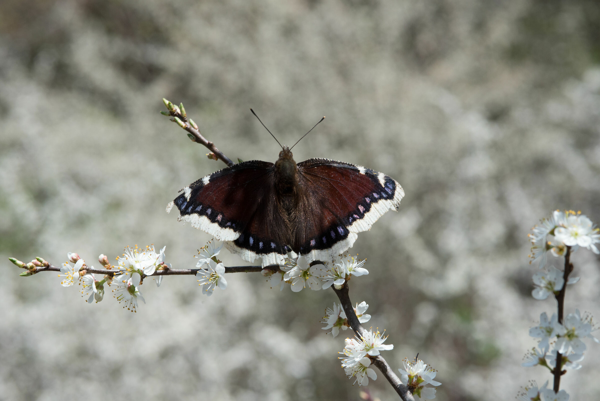 Vanessa Antiopa