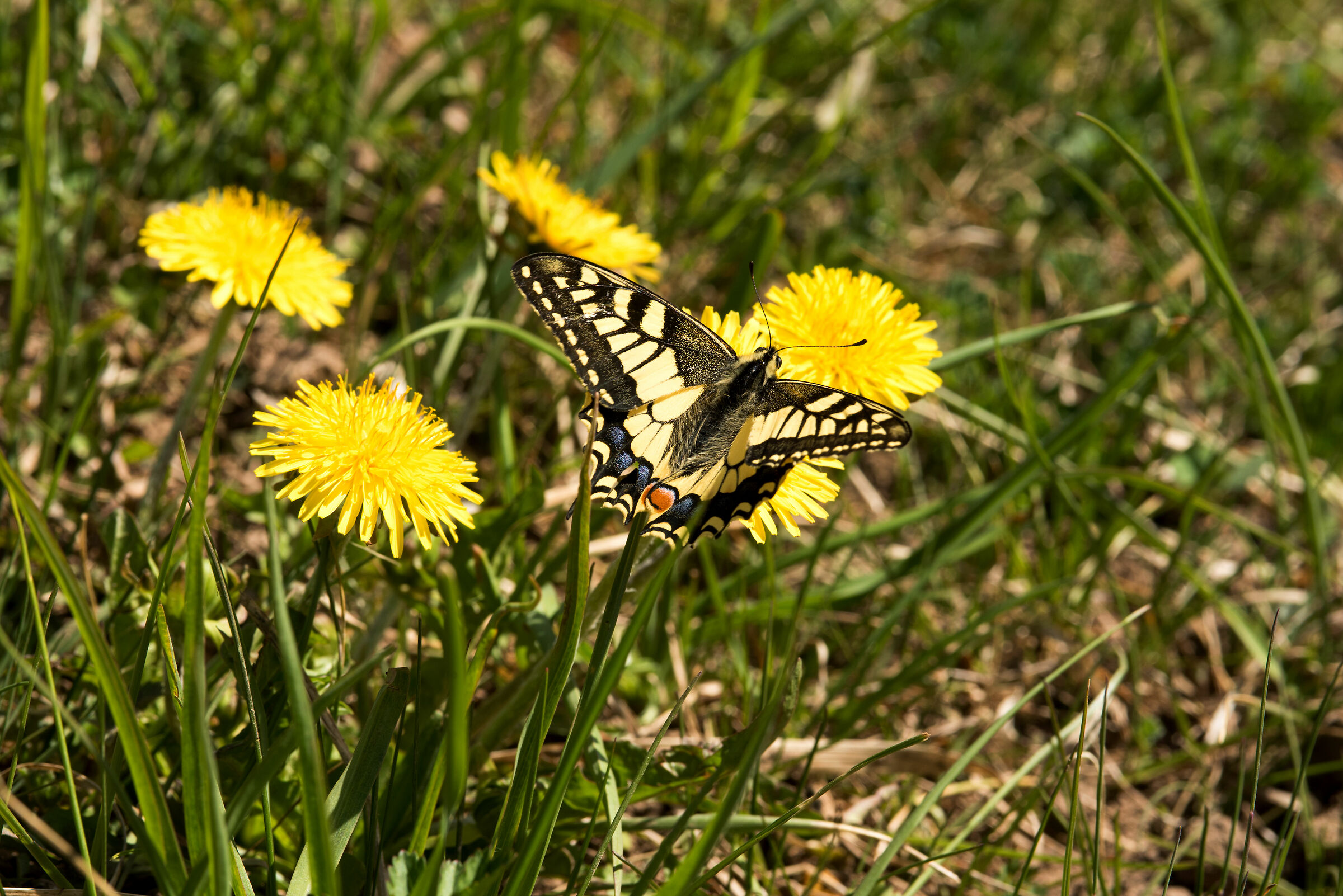 papilio machaon