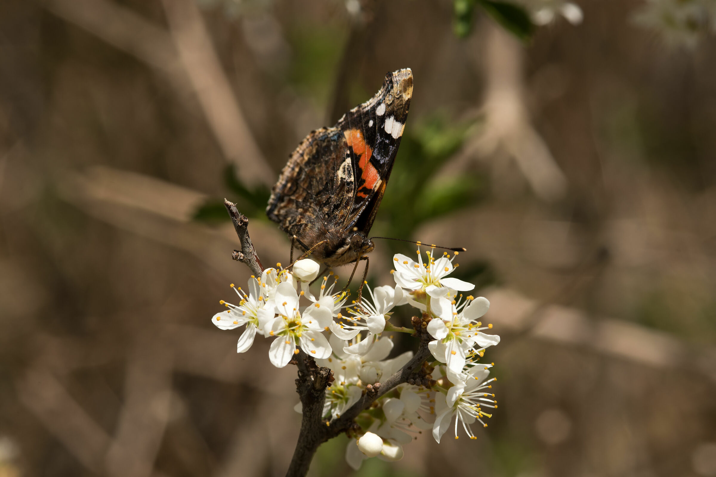 Vanessa Atalanta