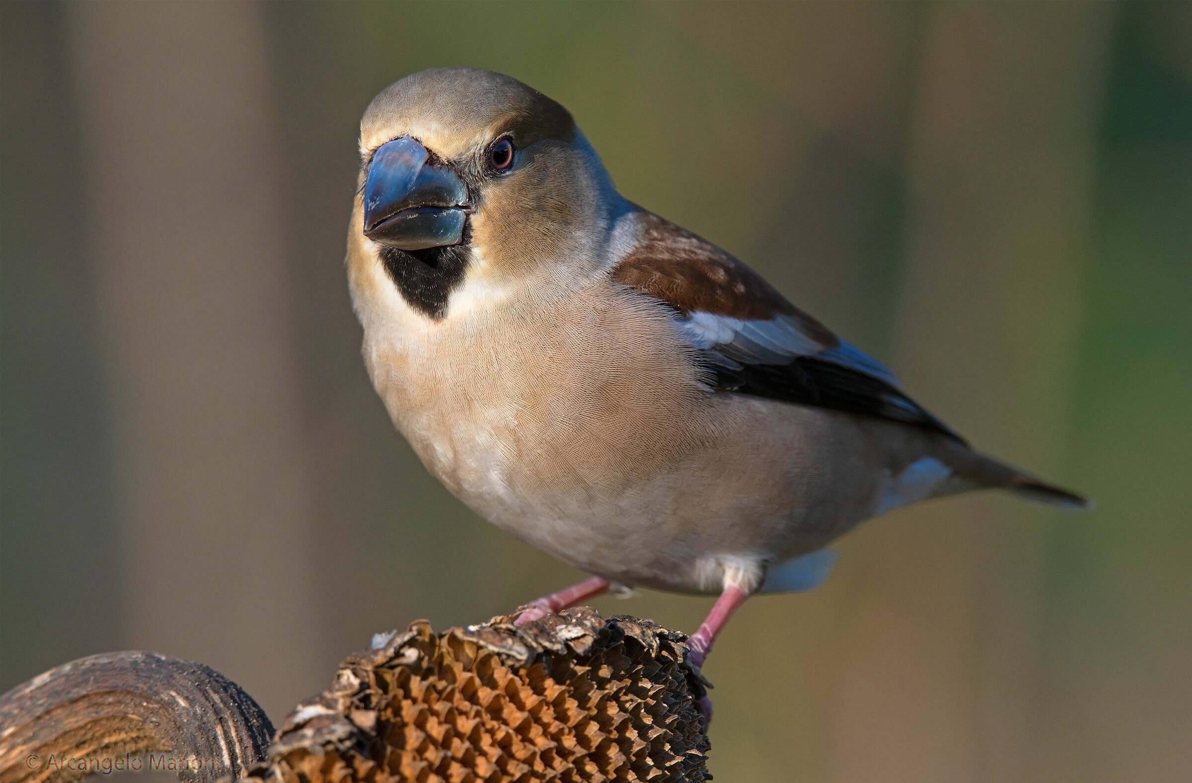 e' tornato il frosone