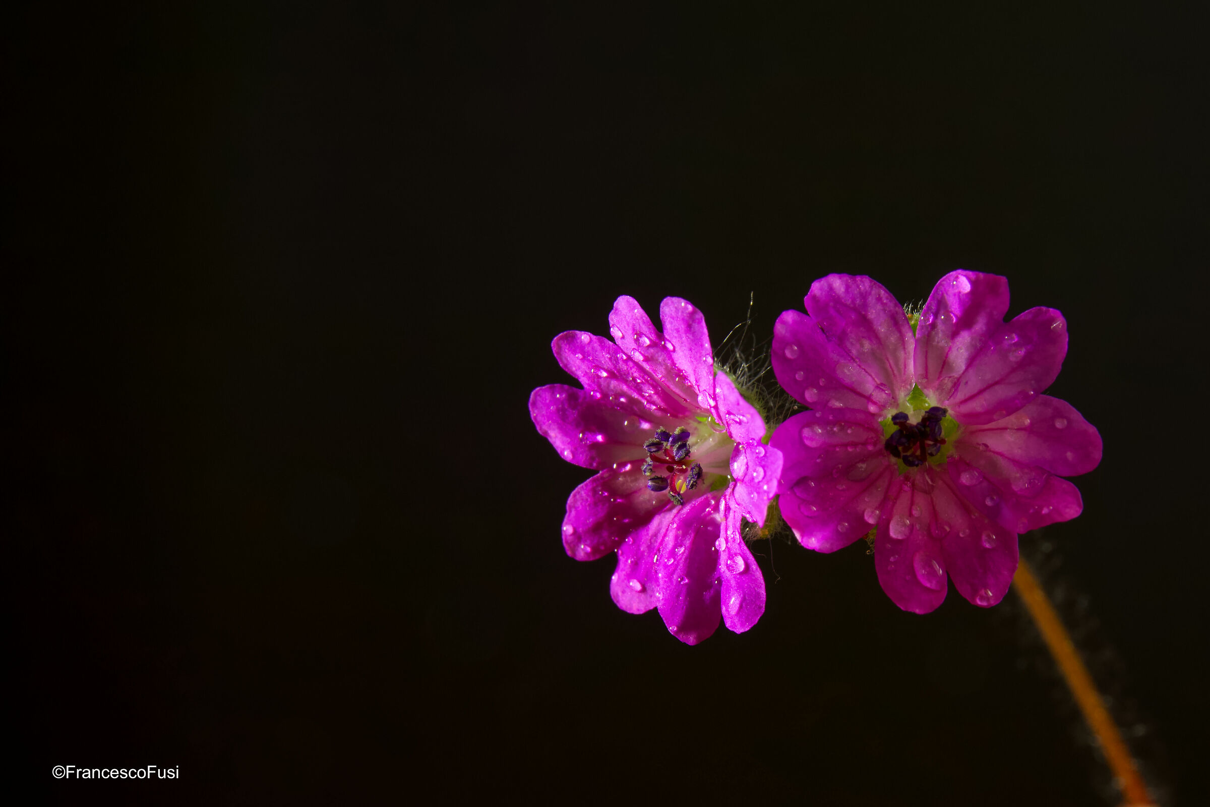 Coppia di fiorellini...