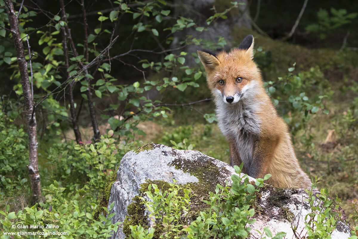 Vulpes vulpes / Volpe / Red fox / Renard roux