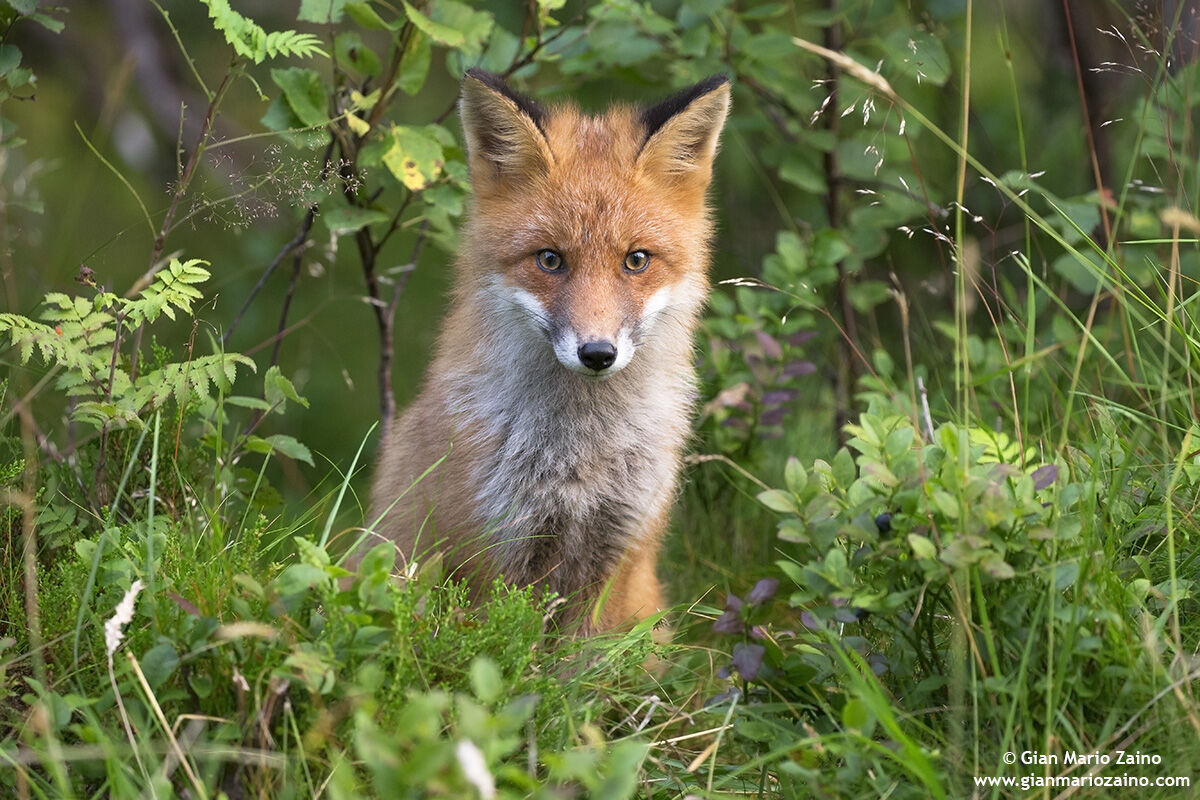 Vulpes vulpes / Volpe / Red fox / Renard roux