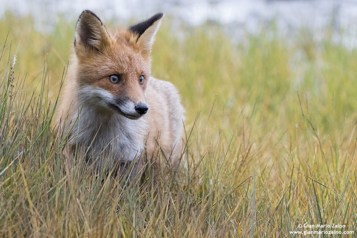 Vulpes vulpes / Volpe / Red fox / Renard roux