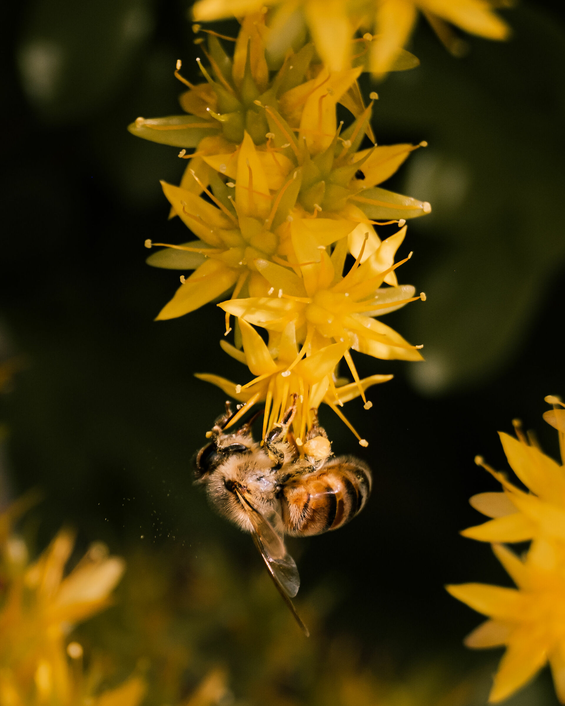 Lavoratrici instancabili nel giardino di casa - Brescia