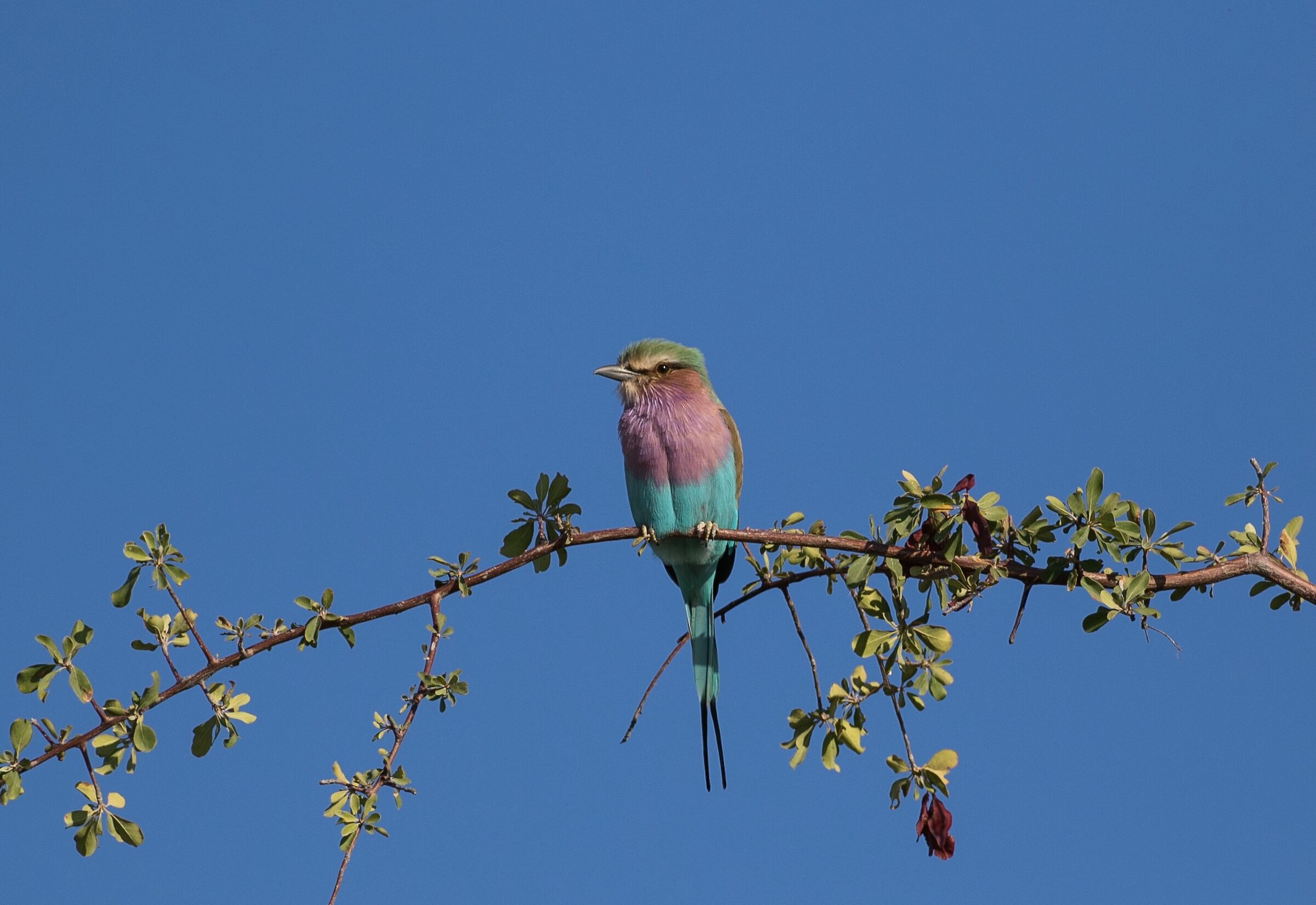 Lilac-breasted roller