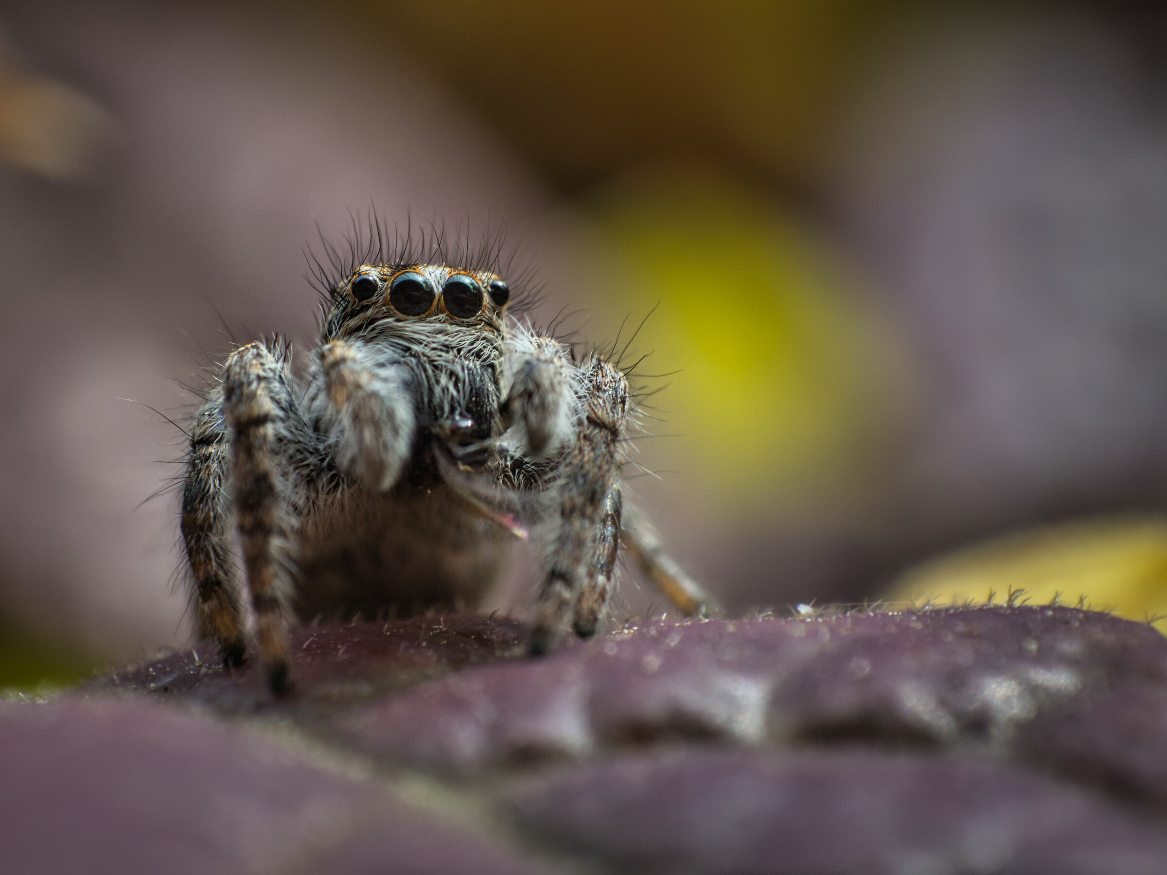Salticidae