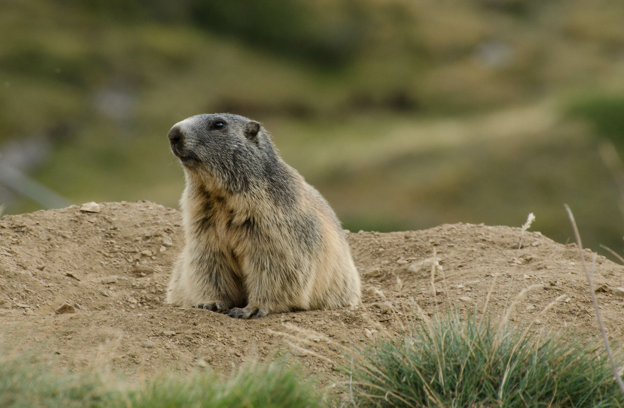 Marmotta (M.marmota)