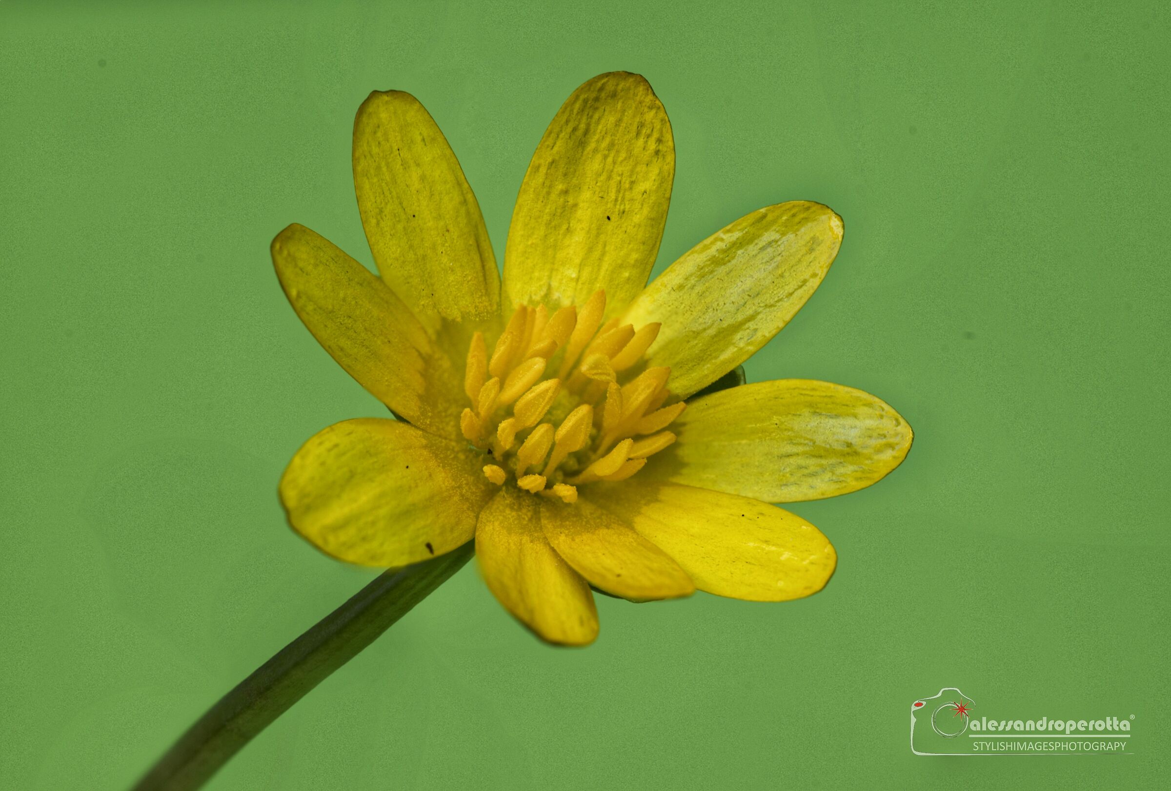 Yellow Daisy