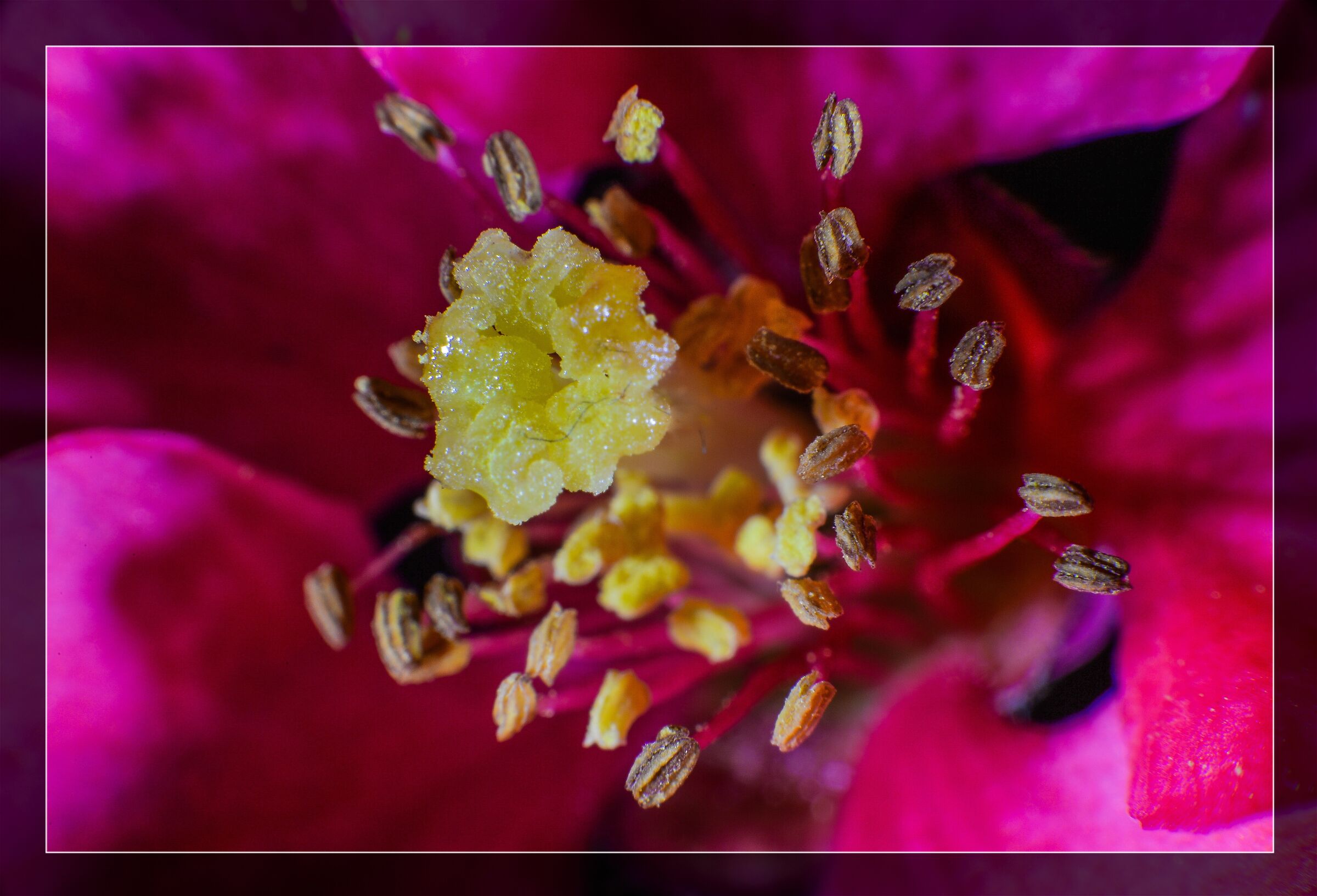 The pomegranate flower