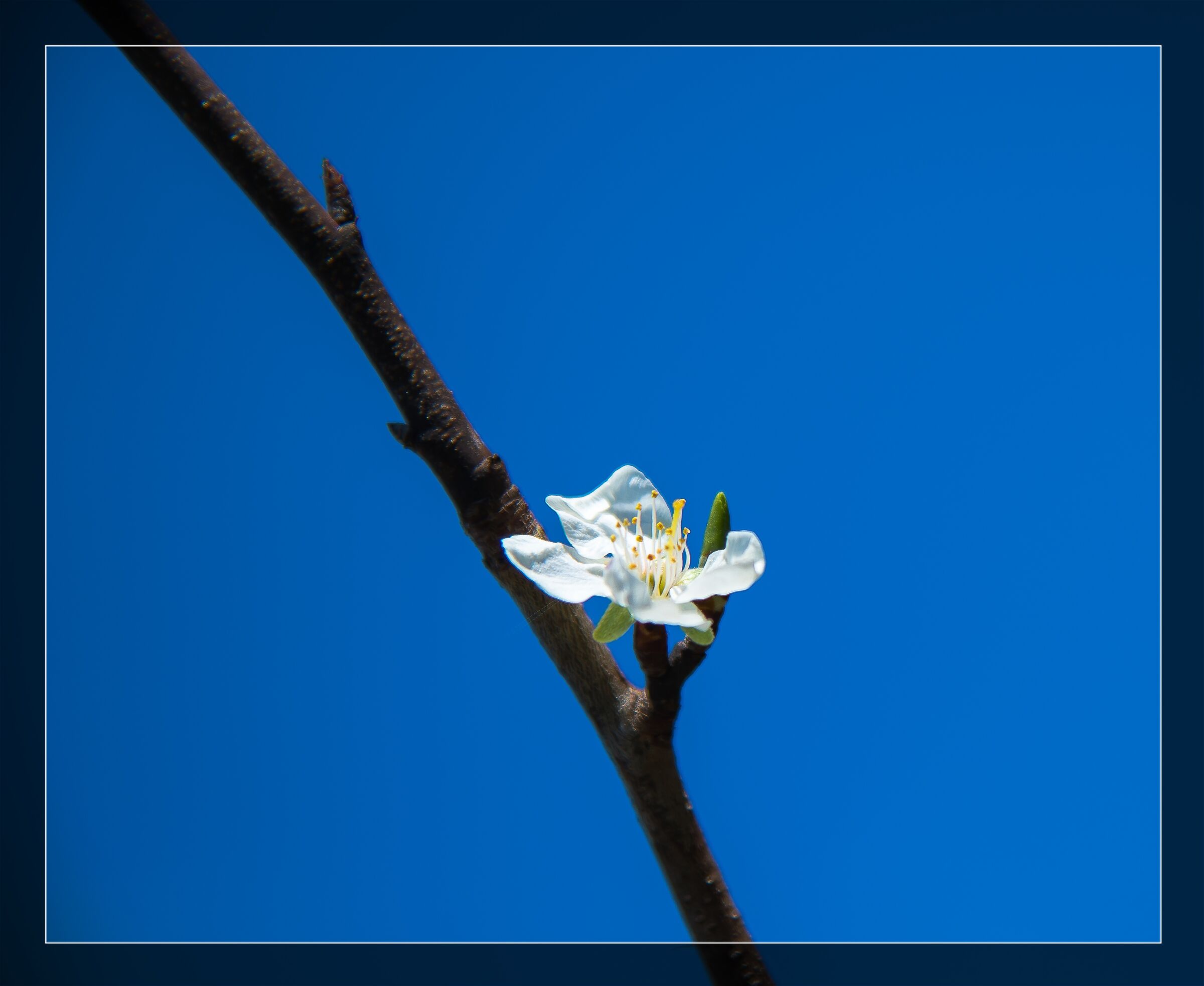 The plum flower