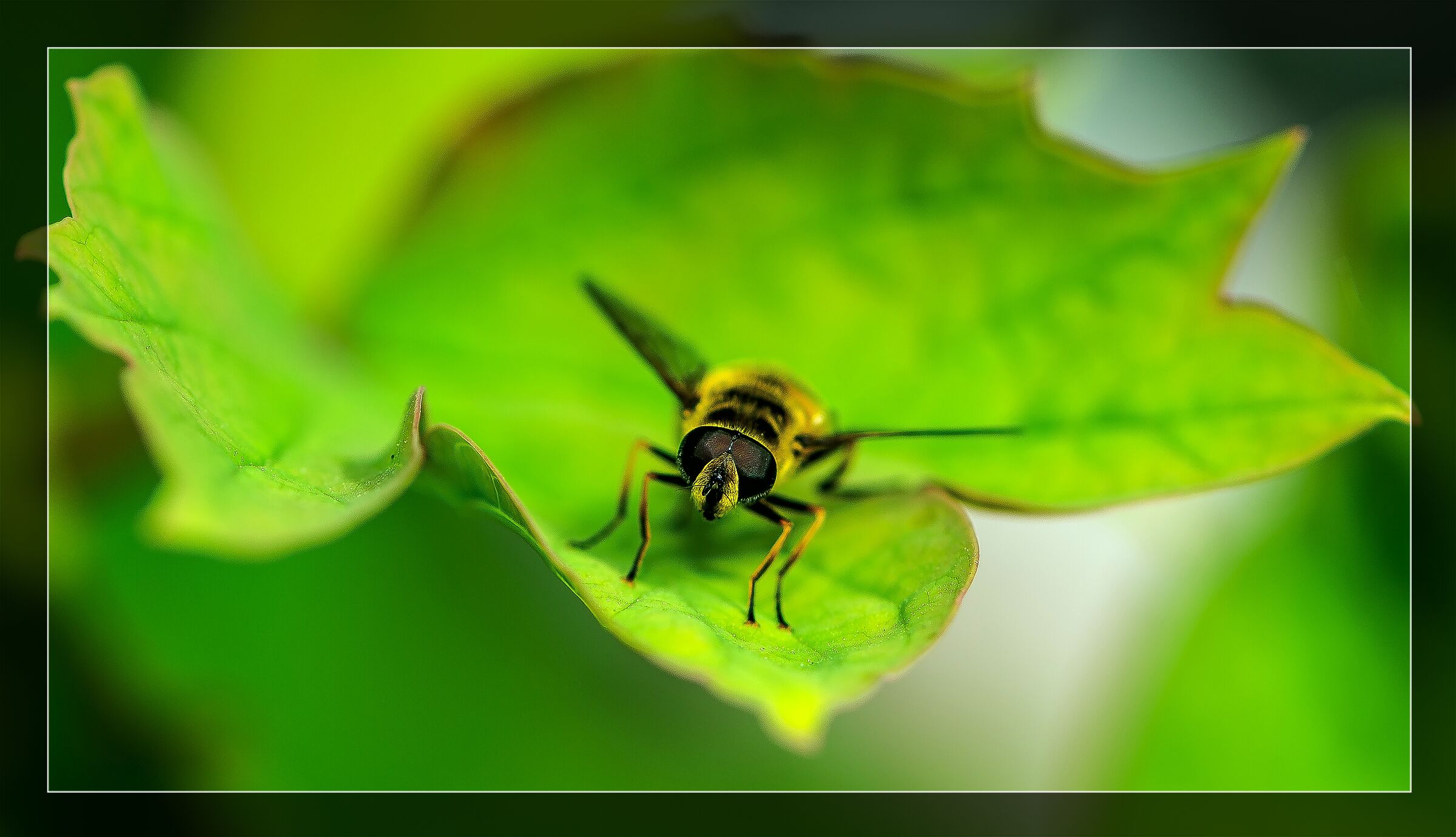 The Angry Bee