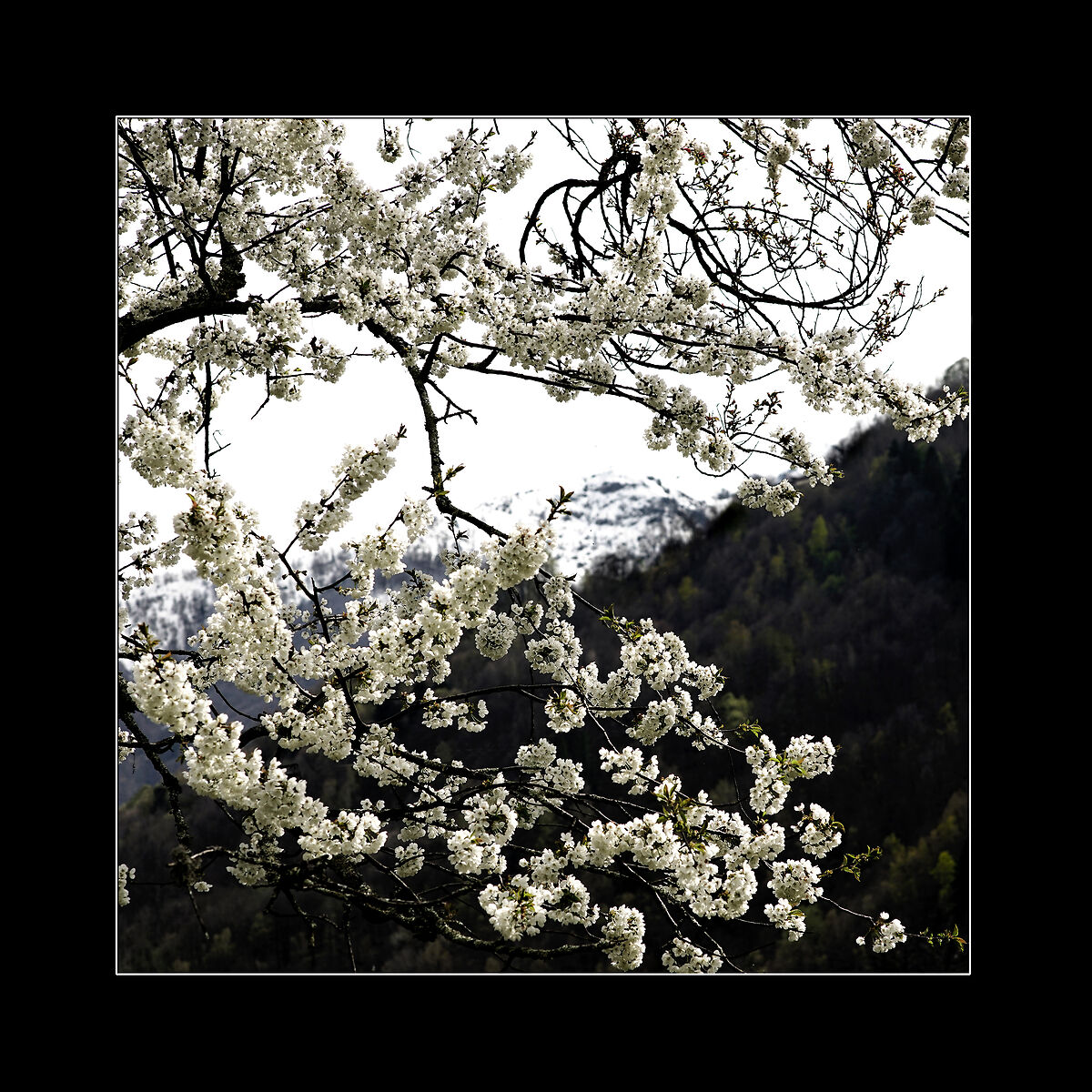 Il ciliegio ad Aprile