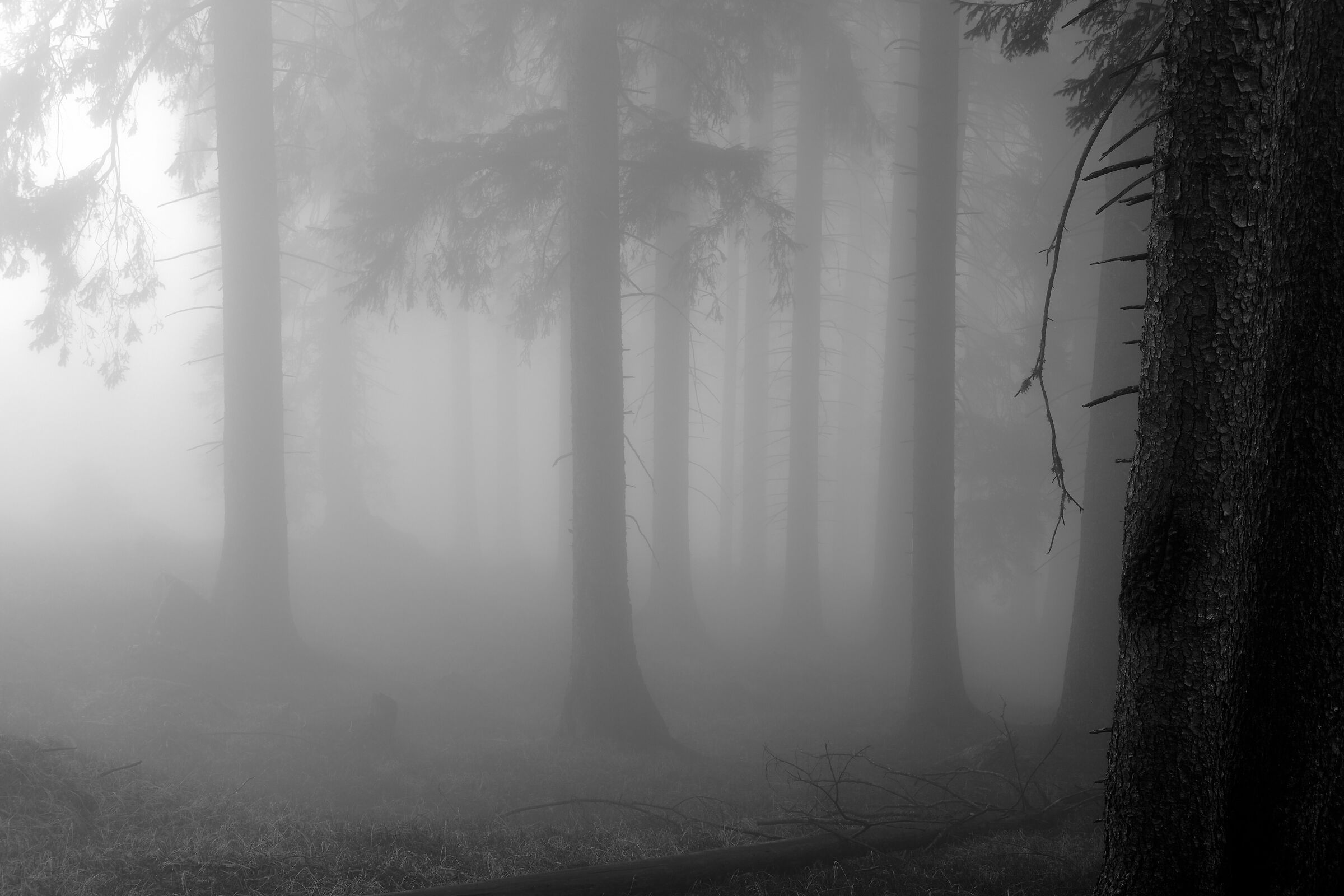 Avvolto nella nebbia