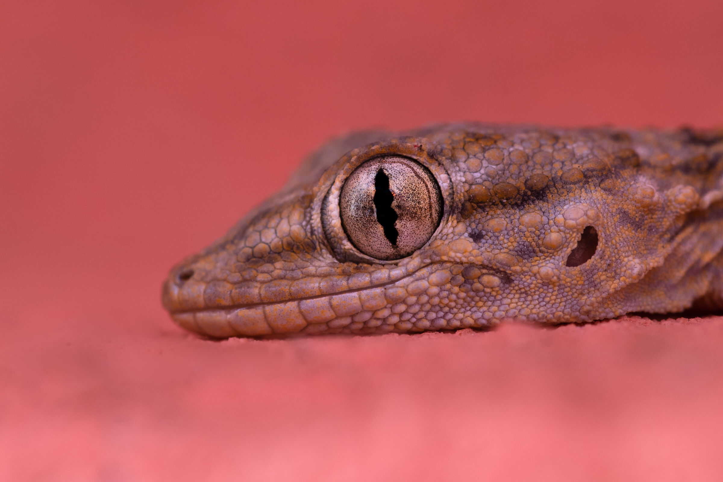 Gecko