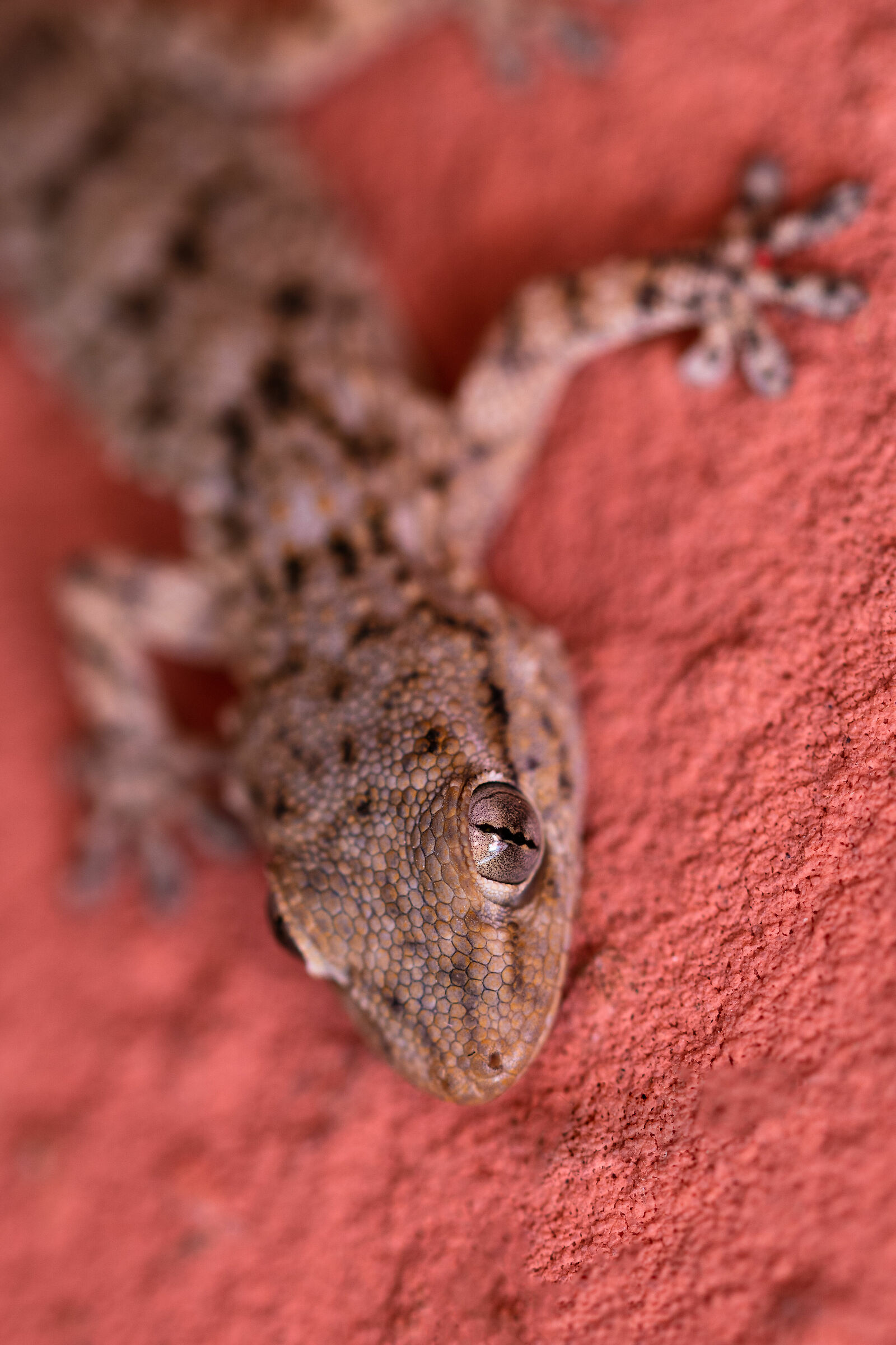 Gecko