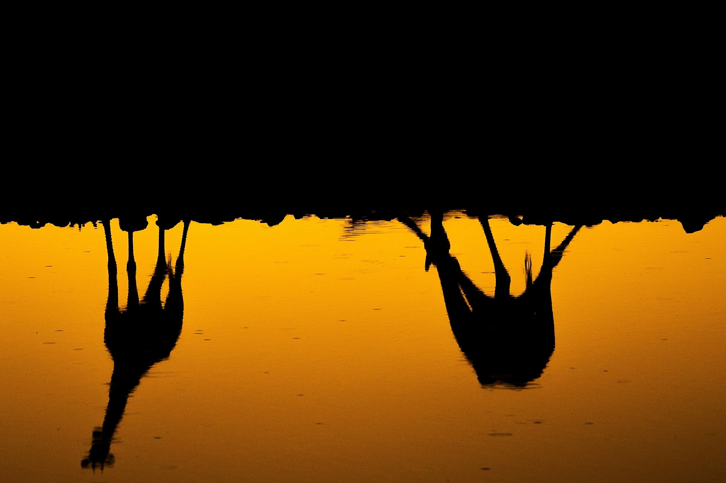 Il sottosopra: tramonto con giraffe assetate
