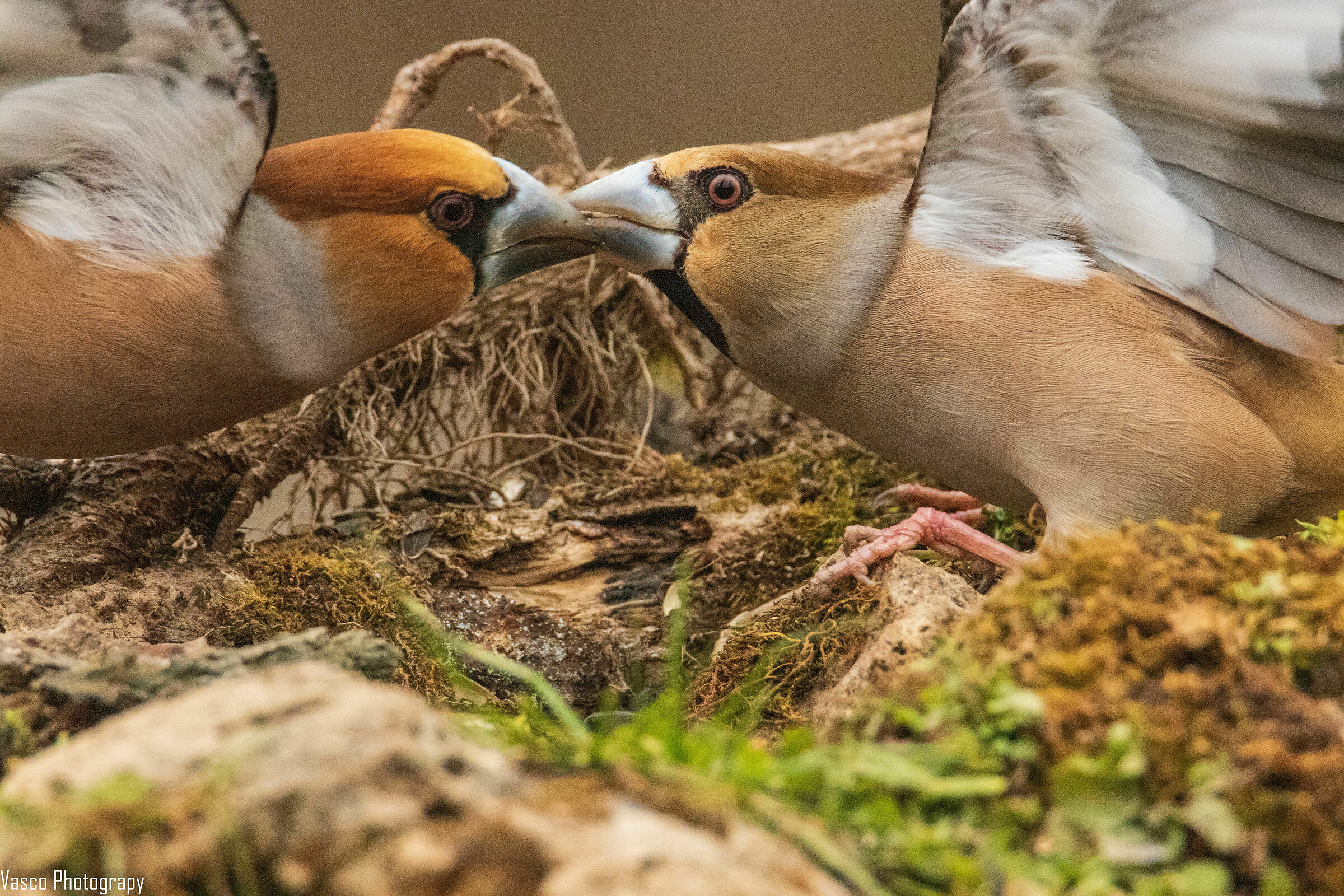 L'eterno bacio dei Frosoni