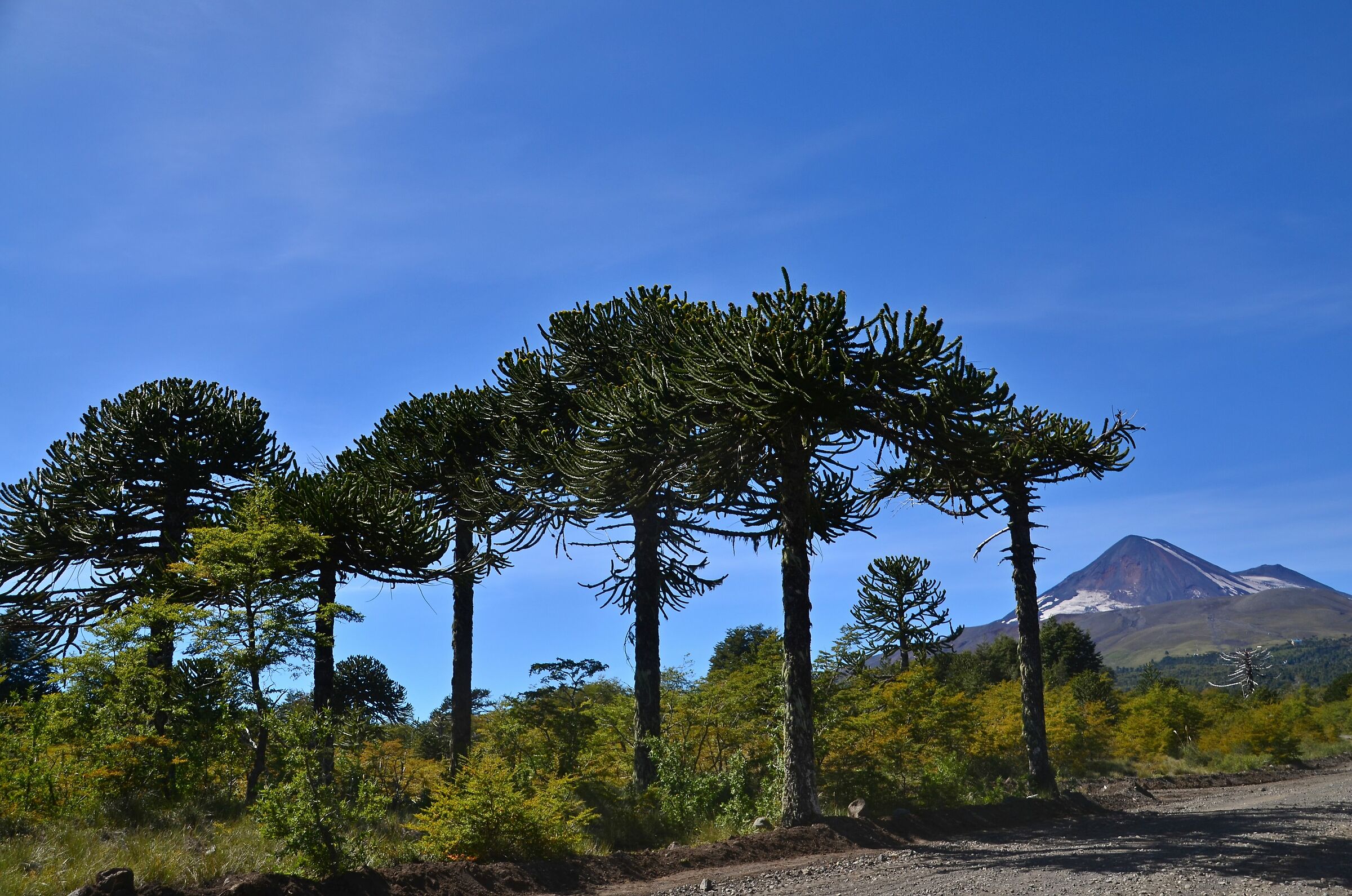 Auracarie and volcano