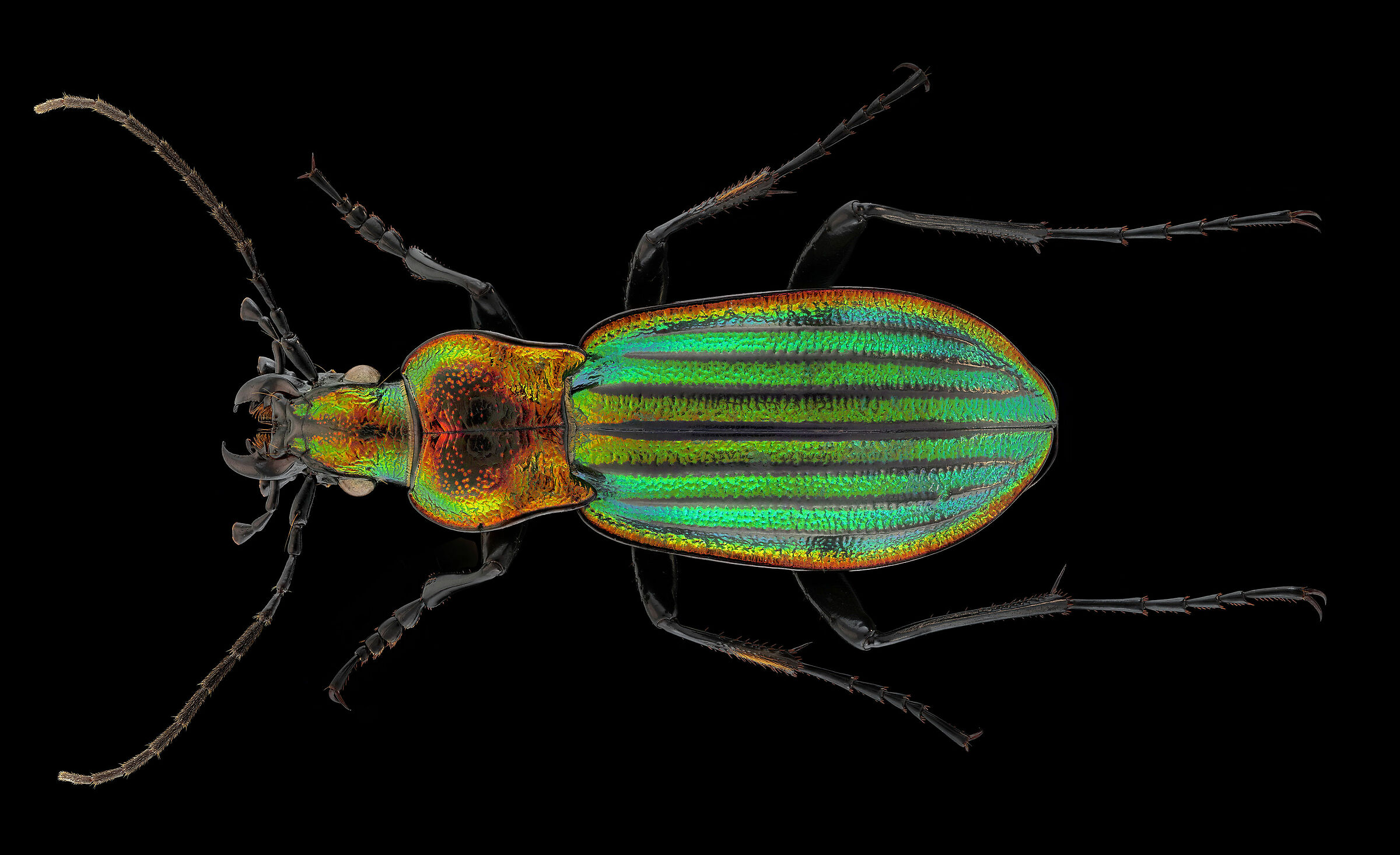Chrysocarabus lineatus lateralis
