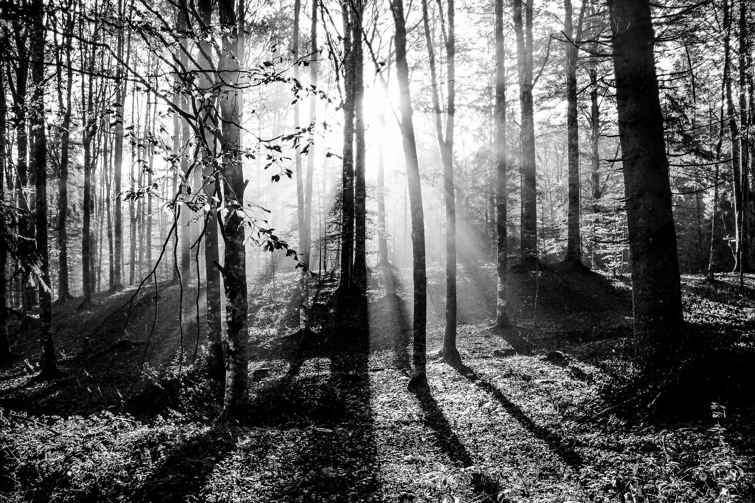 Ancient Troi dei Cimbri - Cansiglio Plain - Veneto