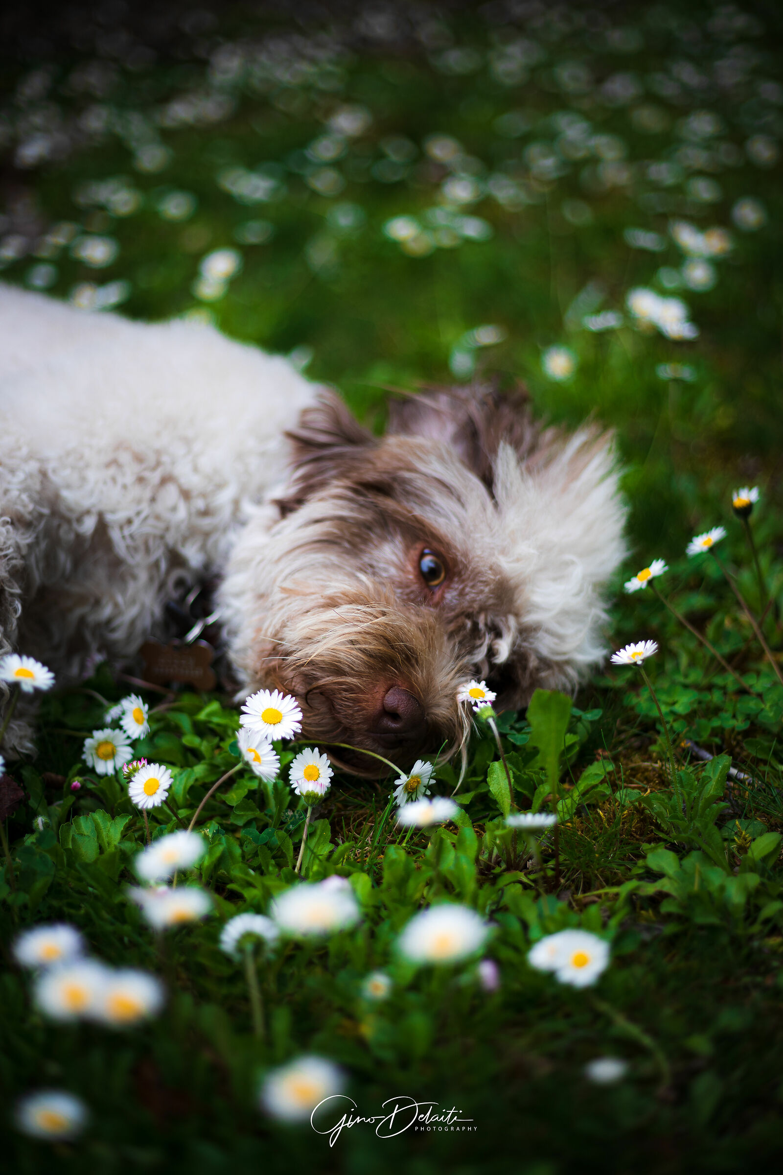 lying on a meadow of flowers... lagotto