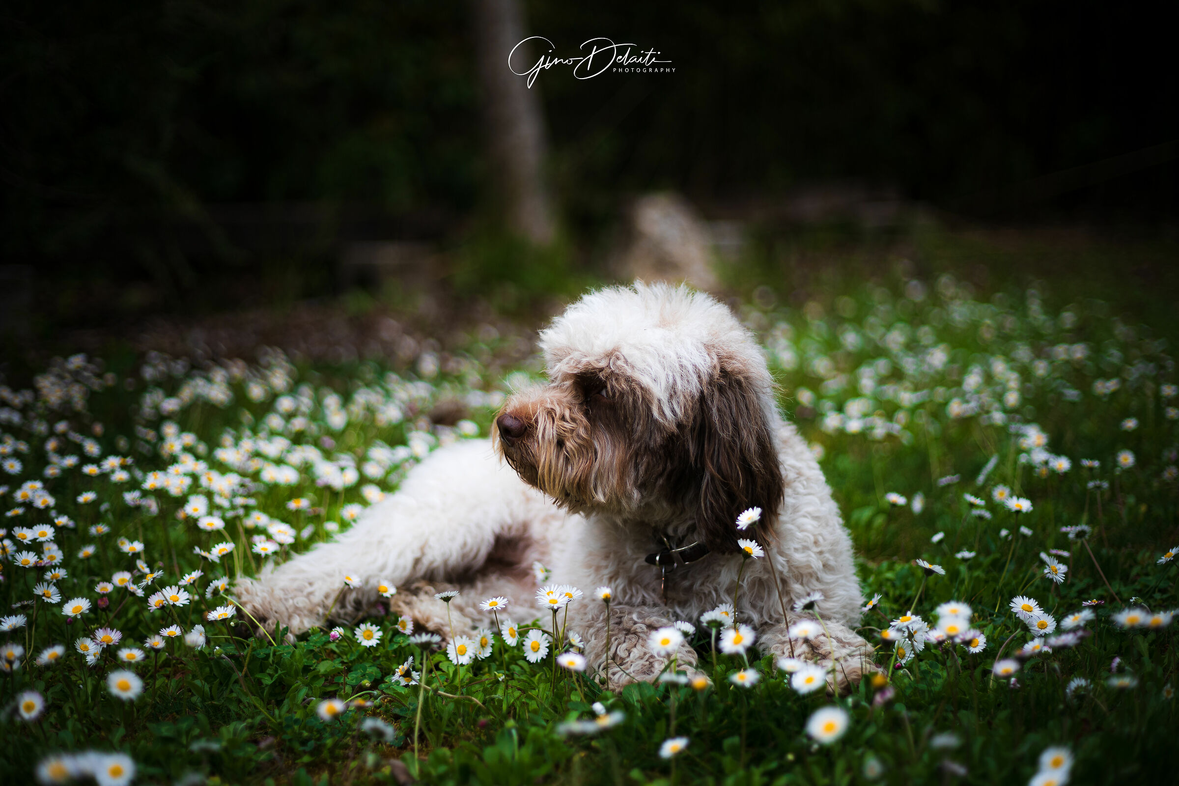 Lagotto Romagnolo
