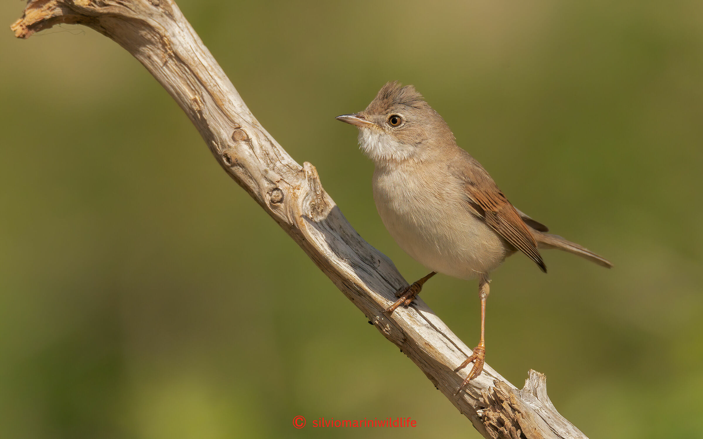 Sterpazzola(Sylvia communis)