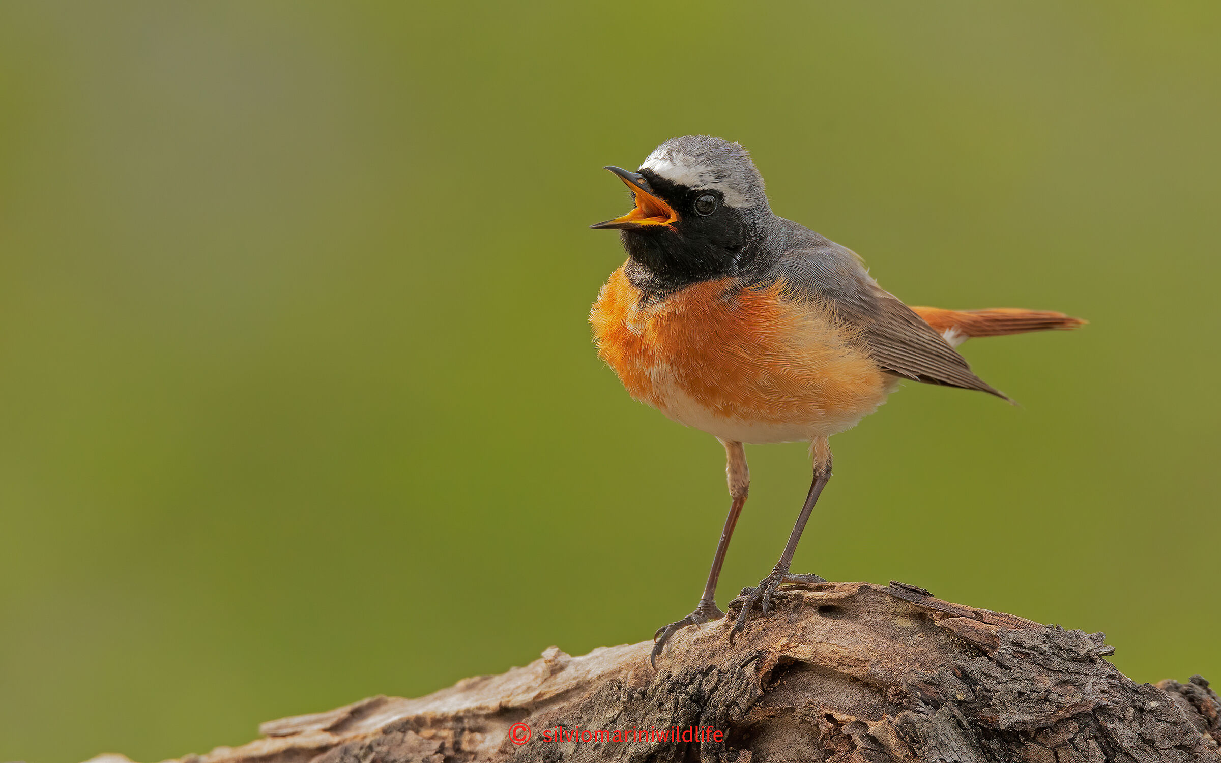 Codirosso (Phoenicurus phoenicurus)