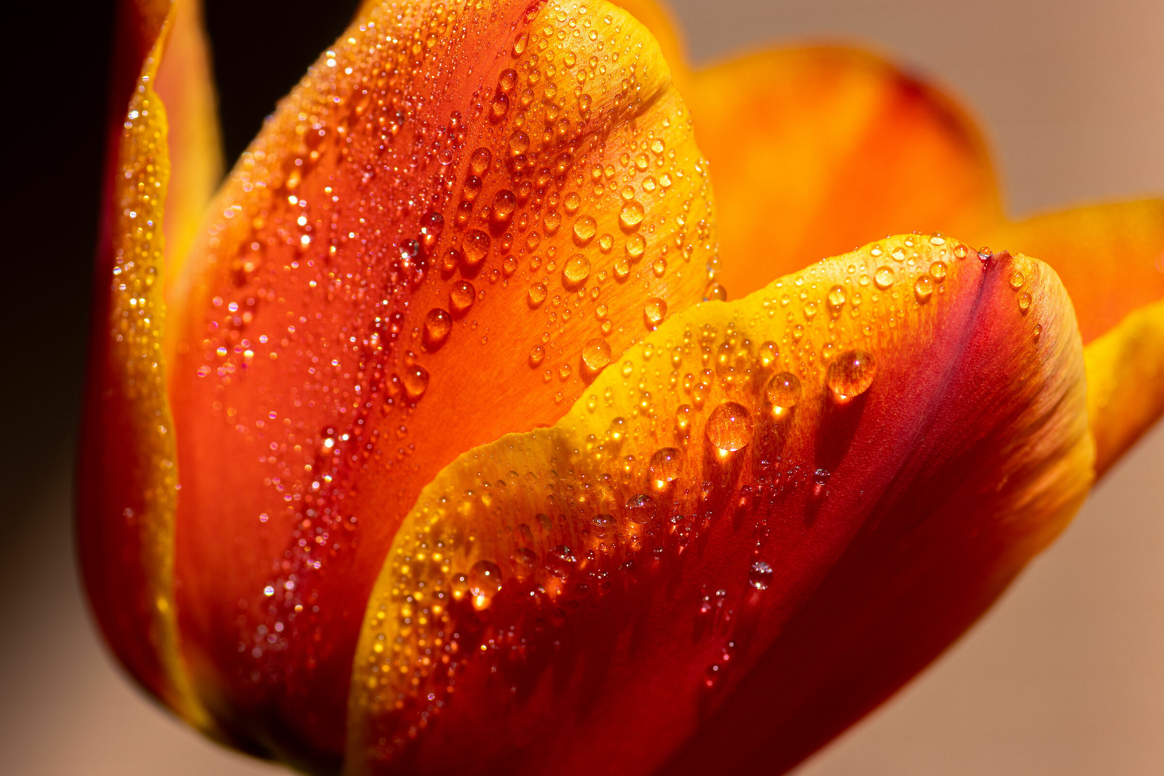 Tulip