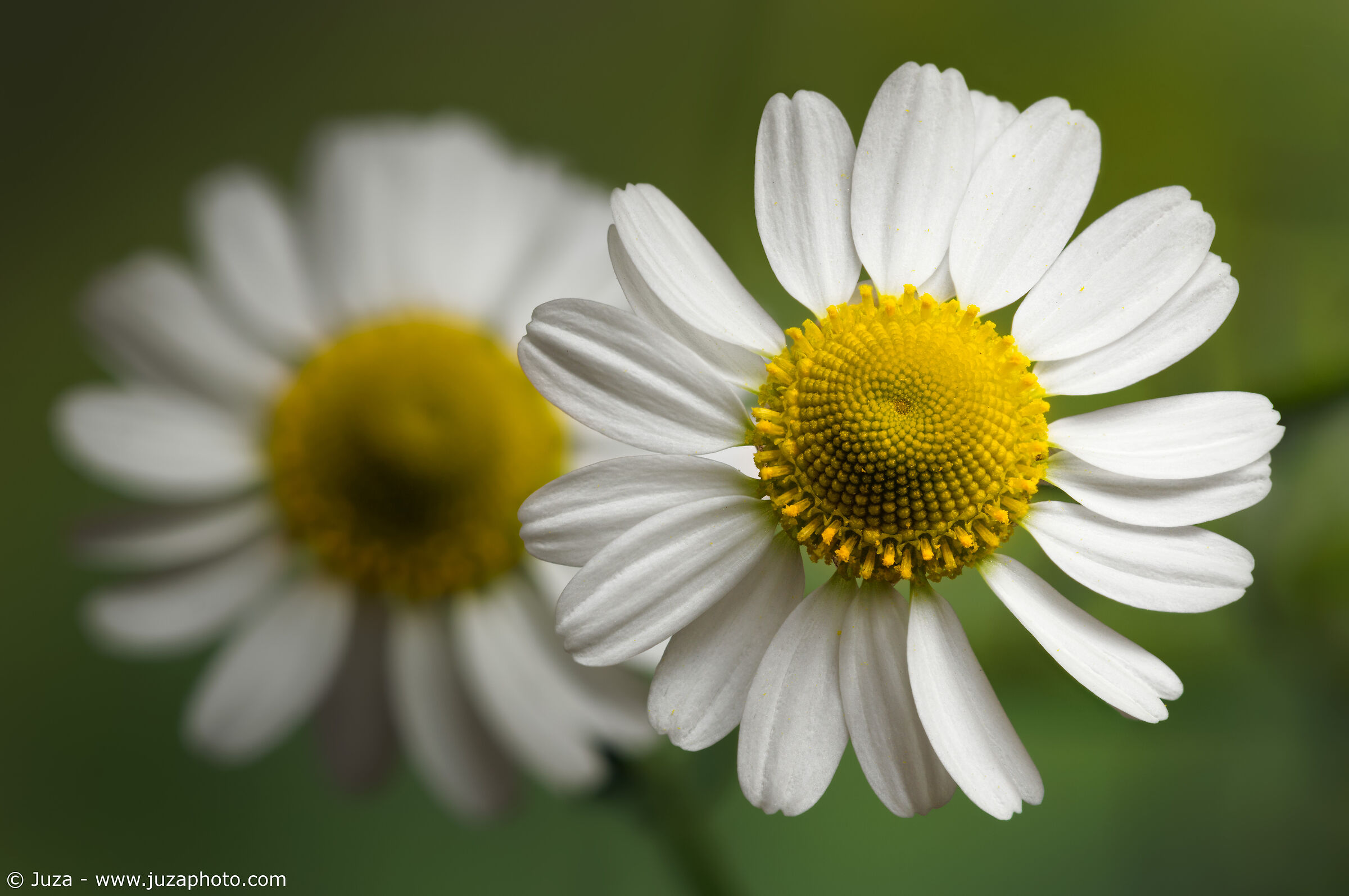Matricaria chamomilla