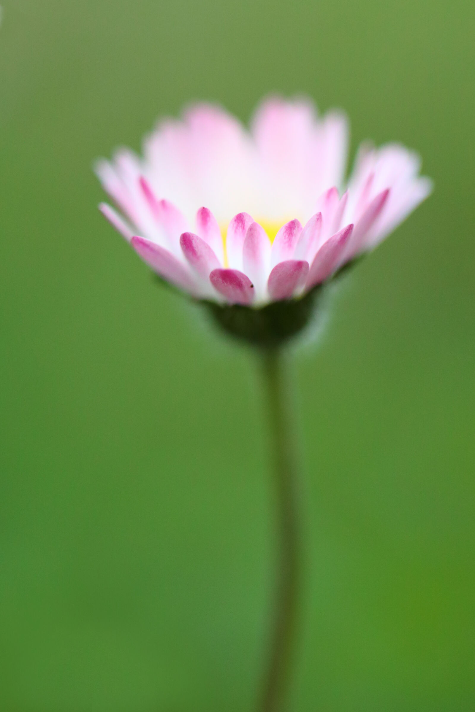 Daisy (Leucanthemum vulgare)