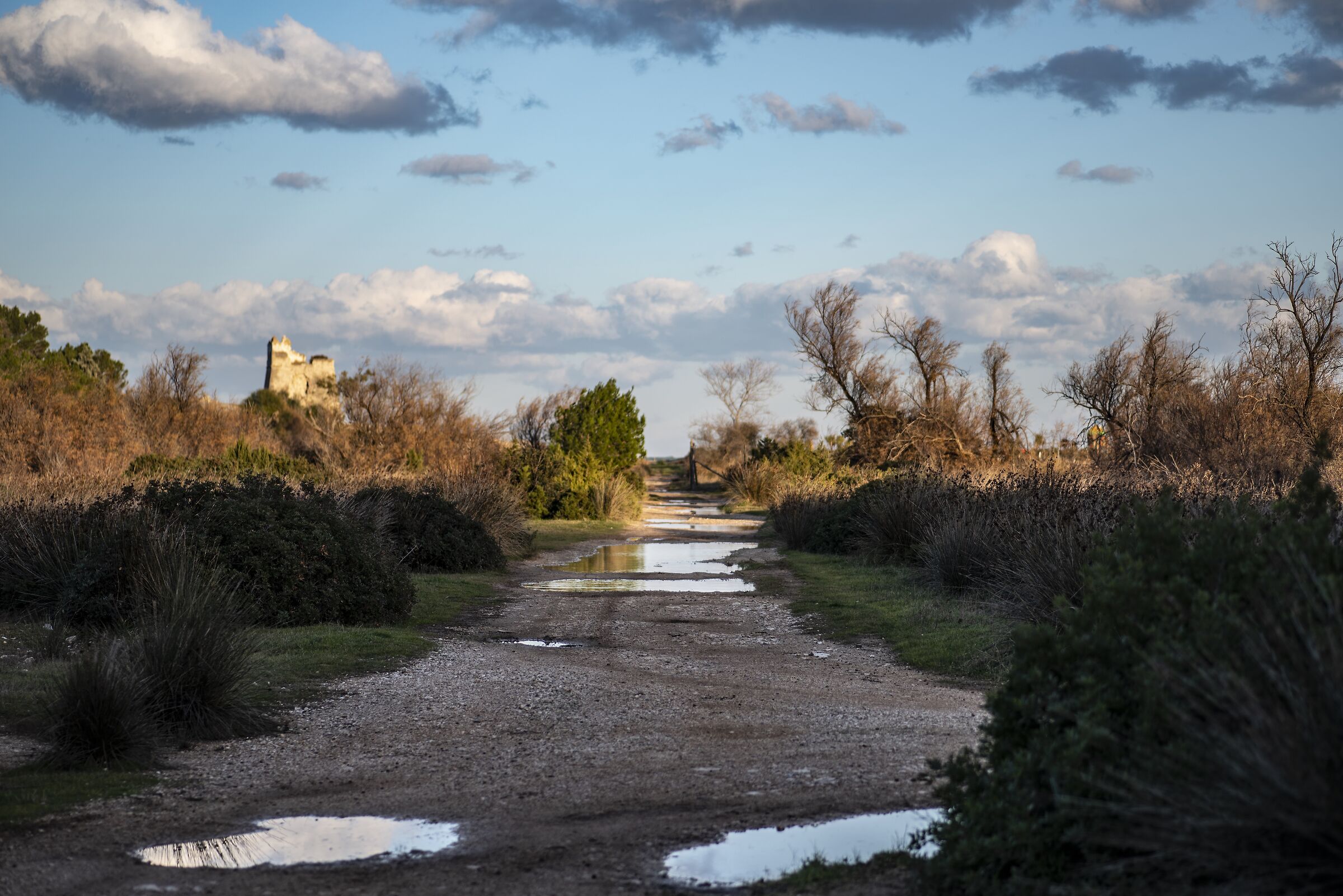 the walk -- the swamp